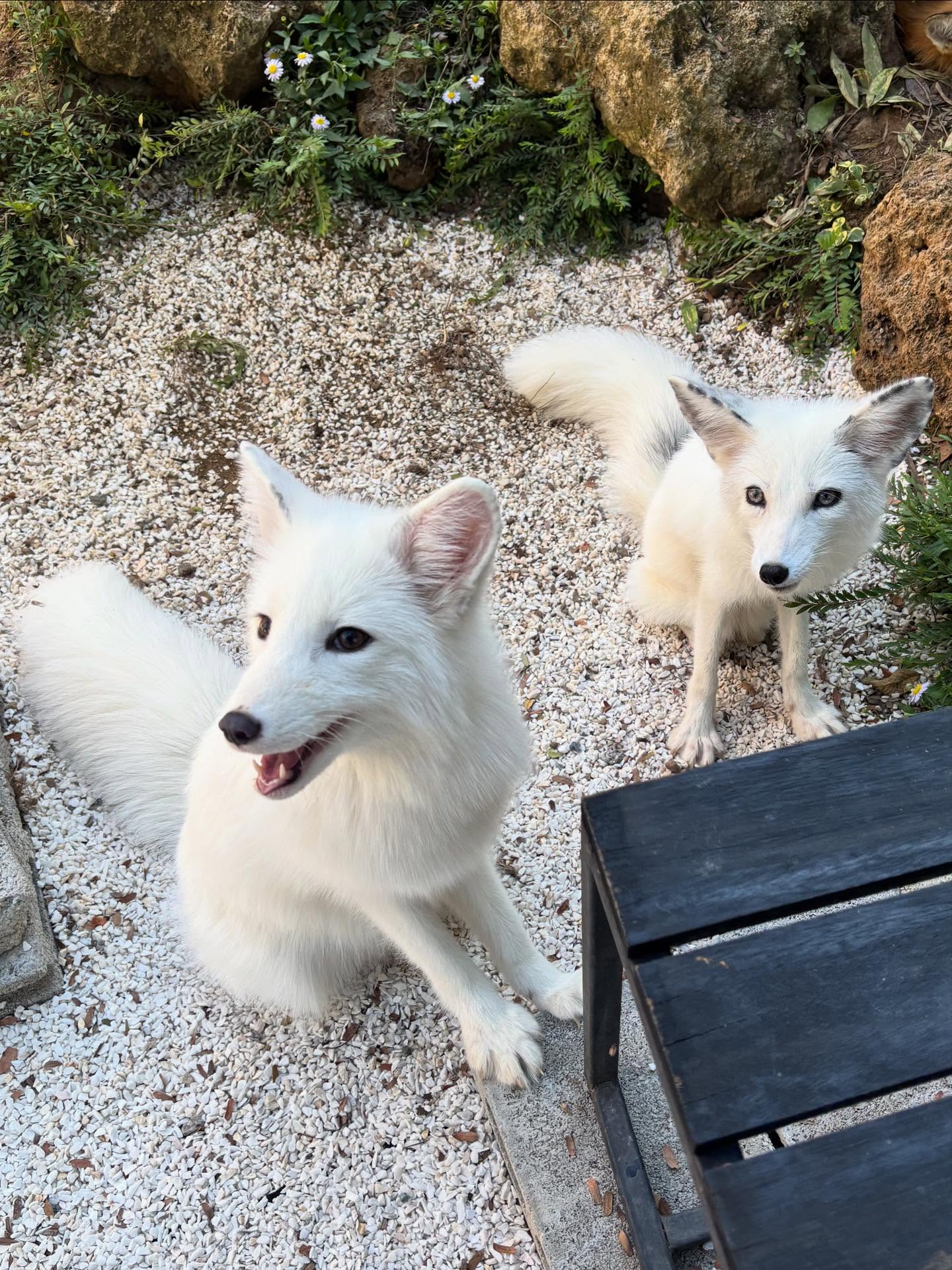 พิ้งค์พลอย - ปภาวดี ชาญสมอน