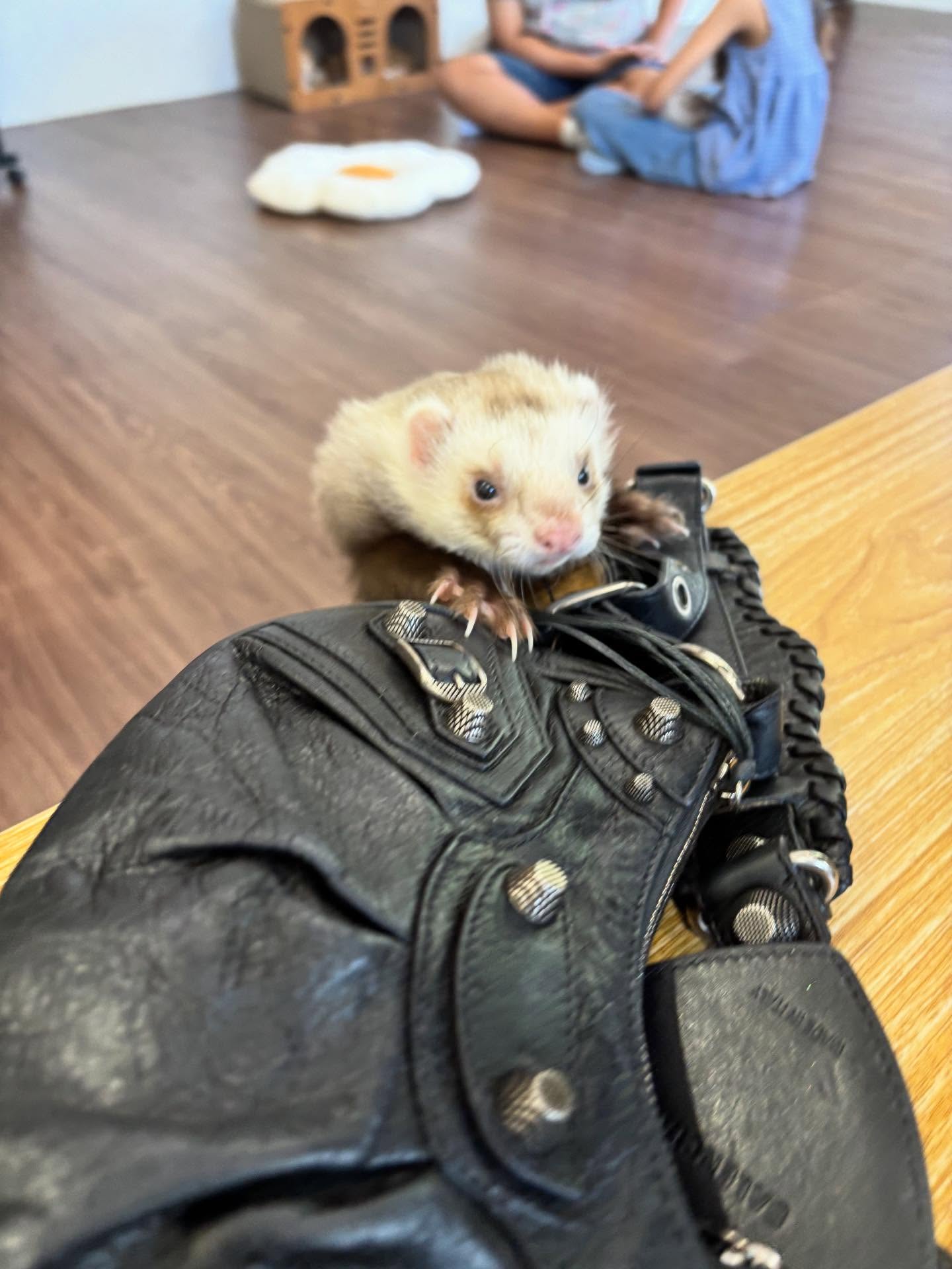 พิ้งค์พลอย - ปภาวดี ชาญสมอน