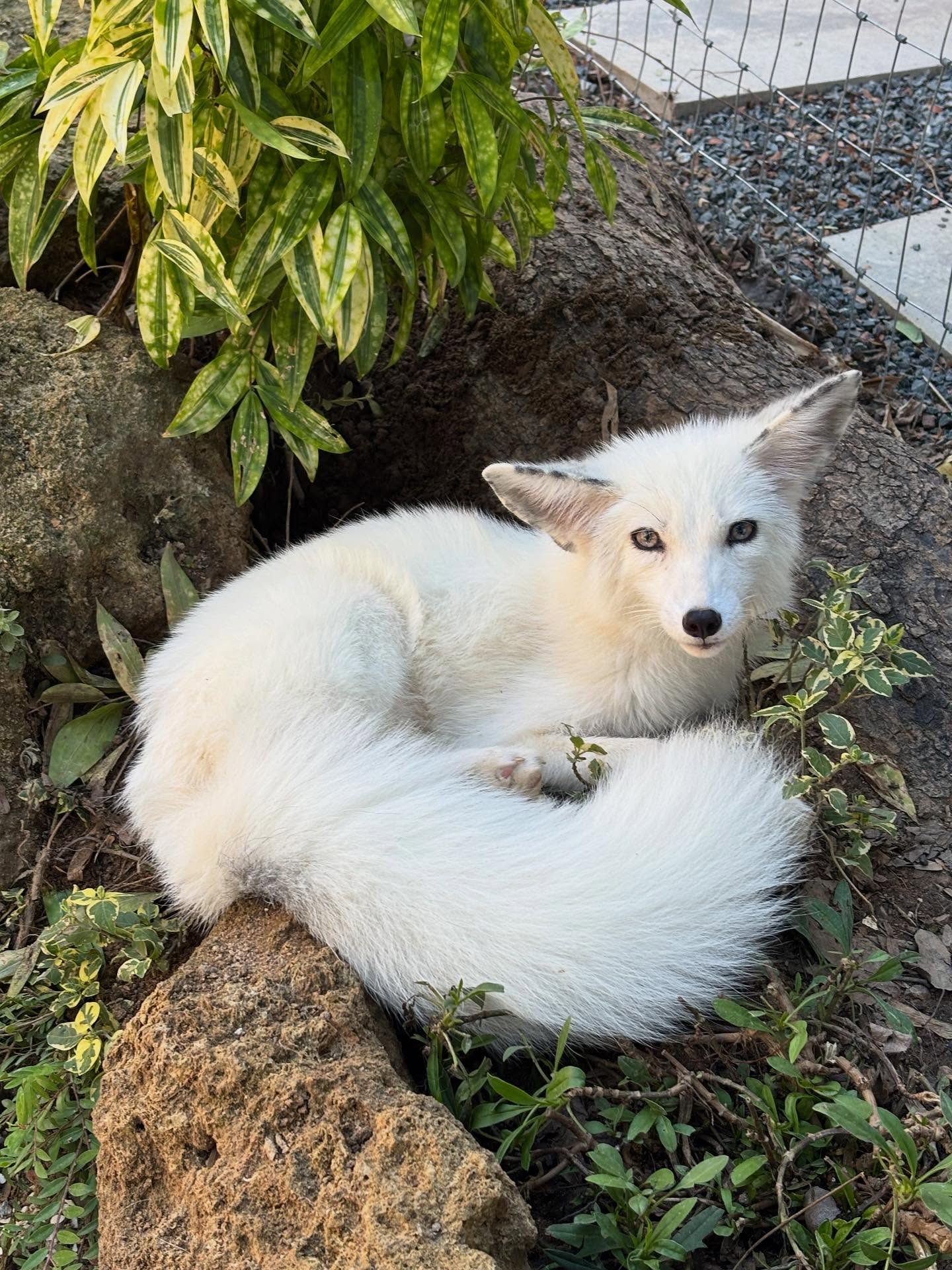 พิ้งค์พลอย - ปภาวดี ชาญสมอน