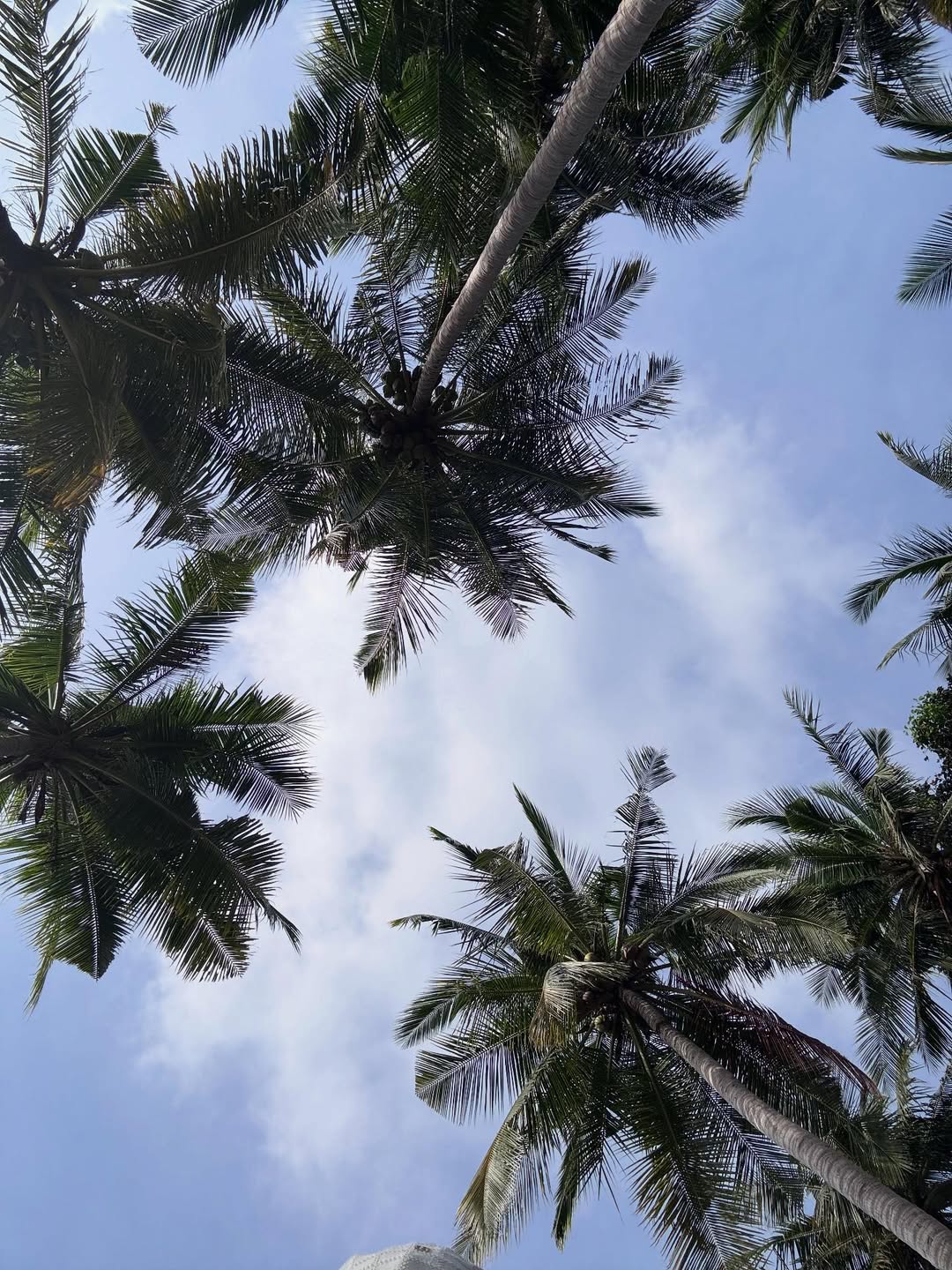 พิ้งค์พลอย - ปภาวดี ชาญสมอน