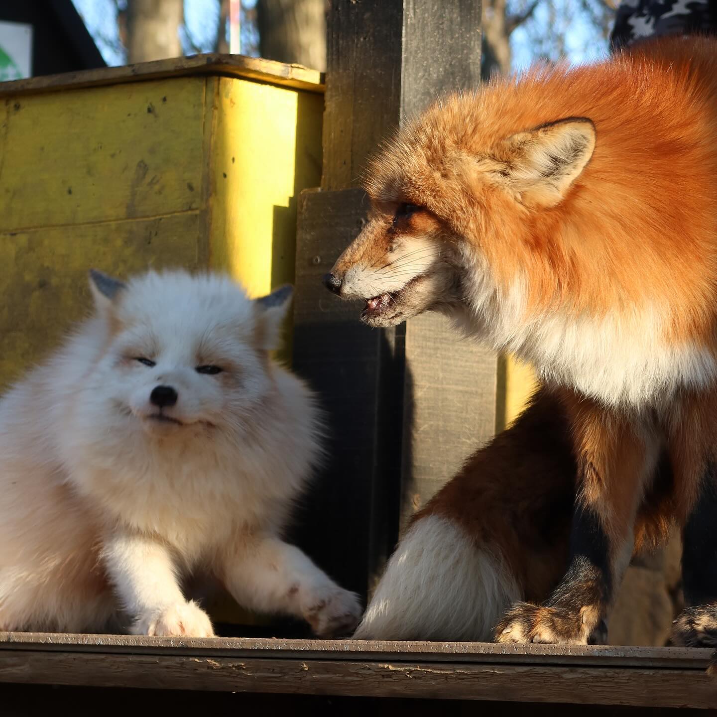 แม็กกี้ - อาภา ภาวิไล