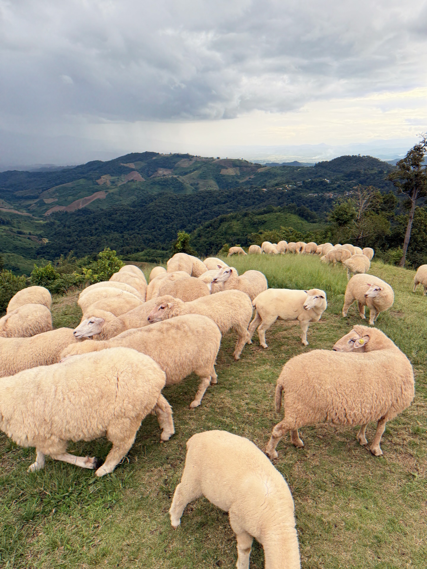 แม็กกี้ - อาภา ภาวิไล