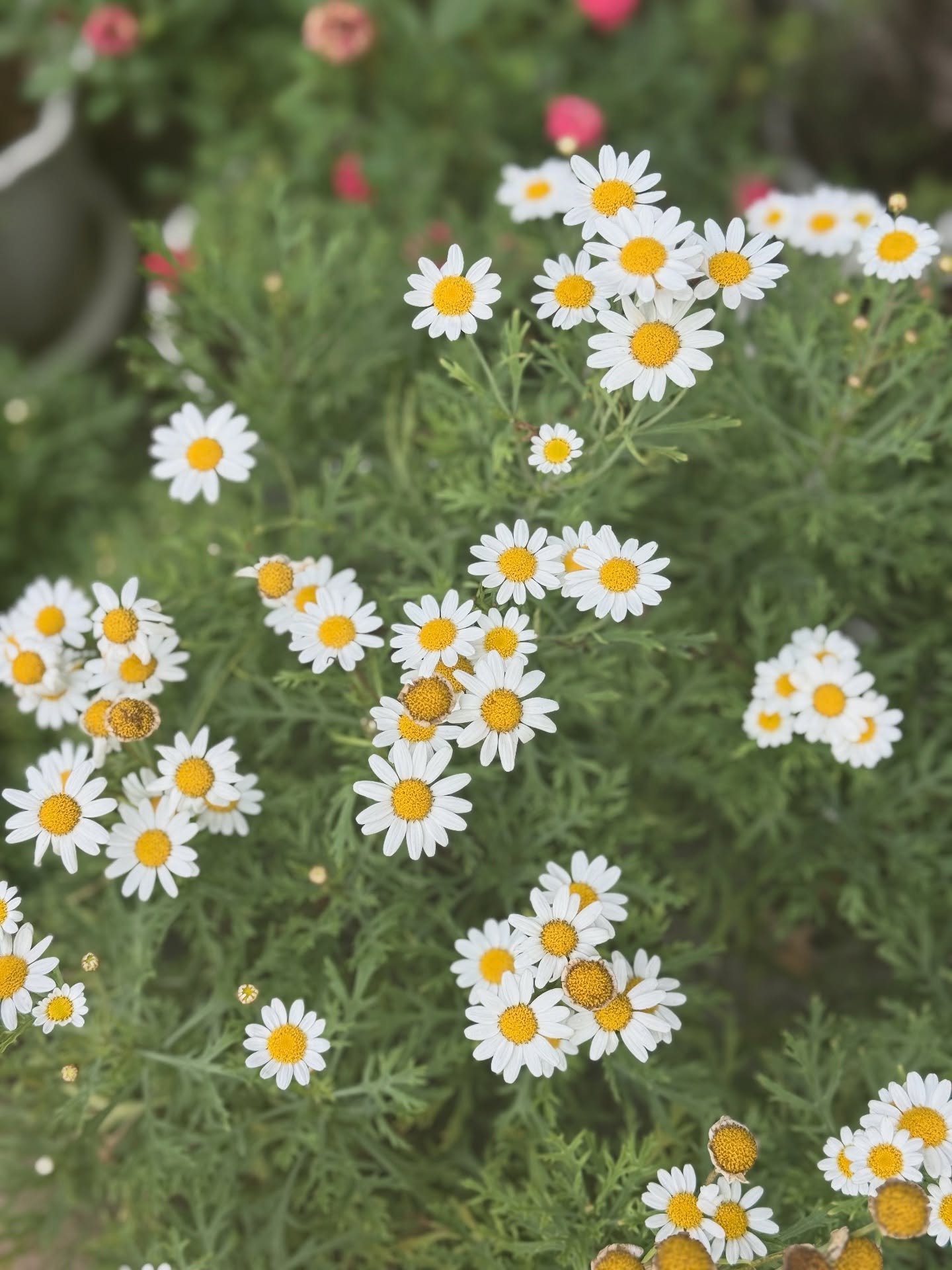 แม็กกี้ - อาภา ภาวิไล