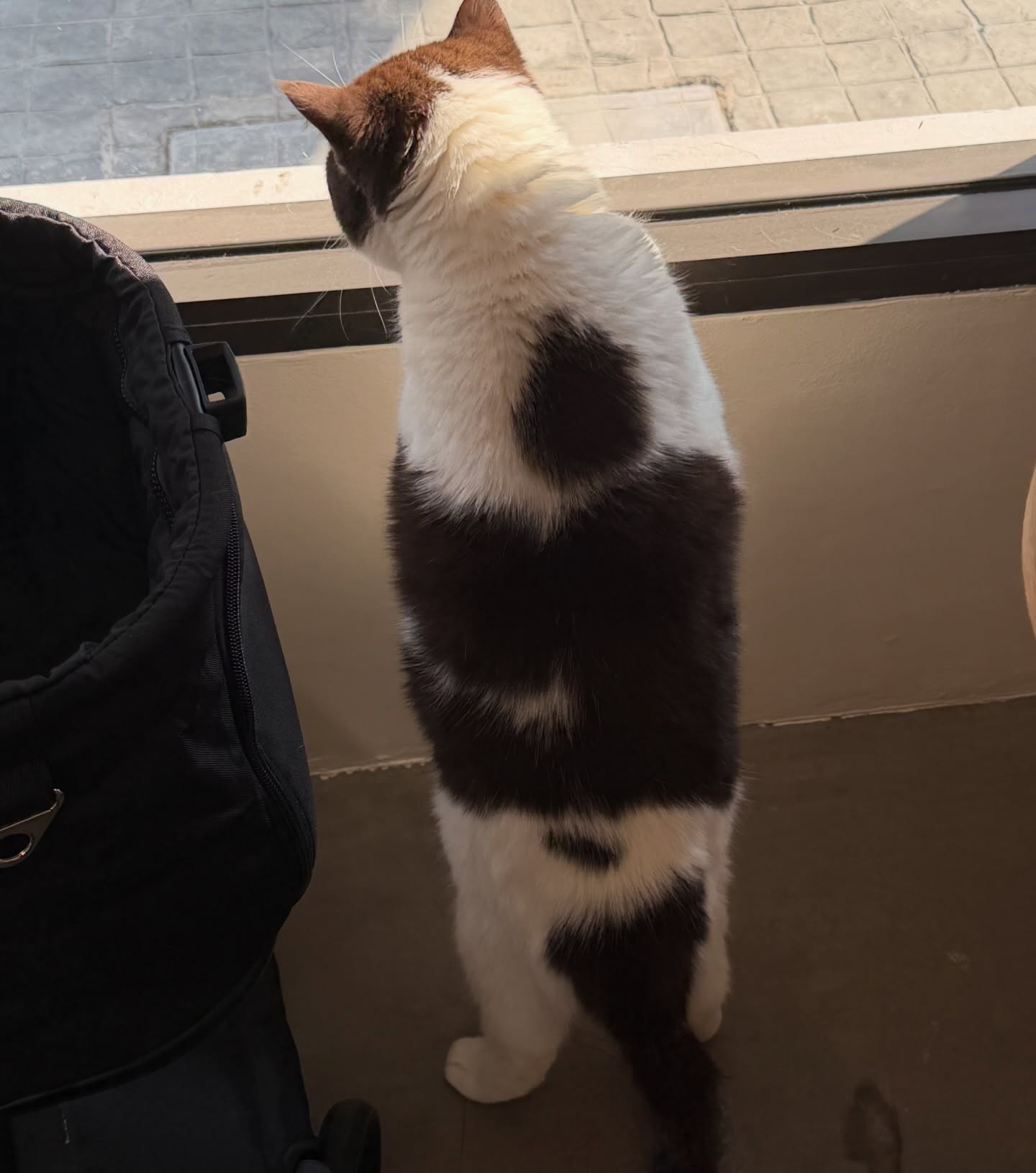 เปรม - วรุศ ชวลิตรุจิวงษ์