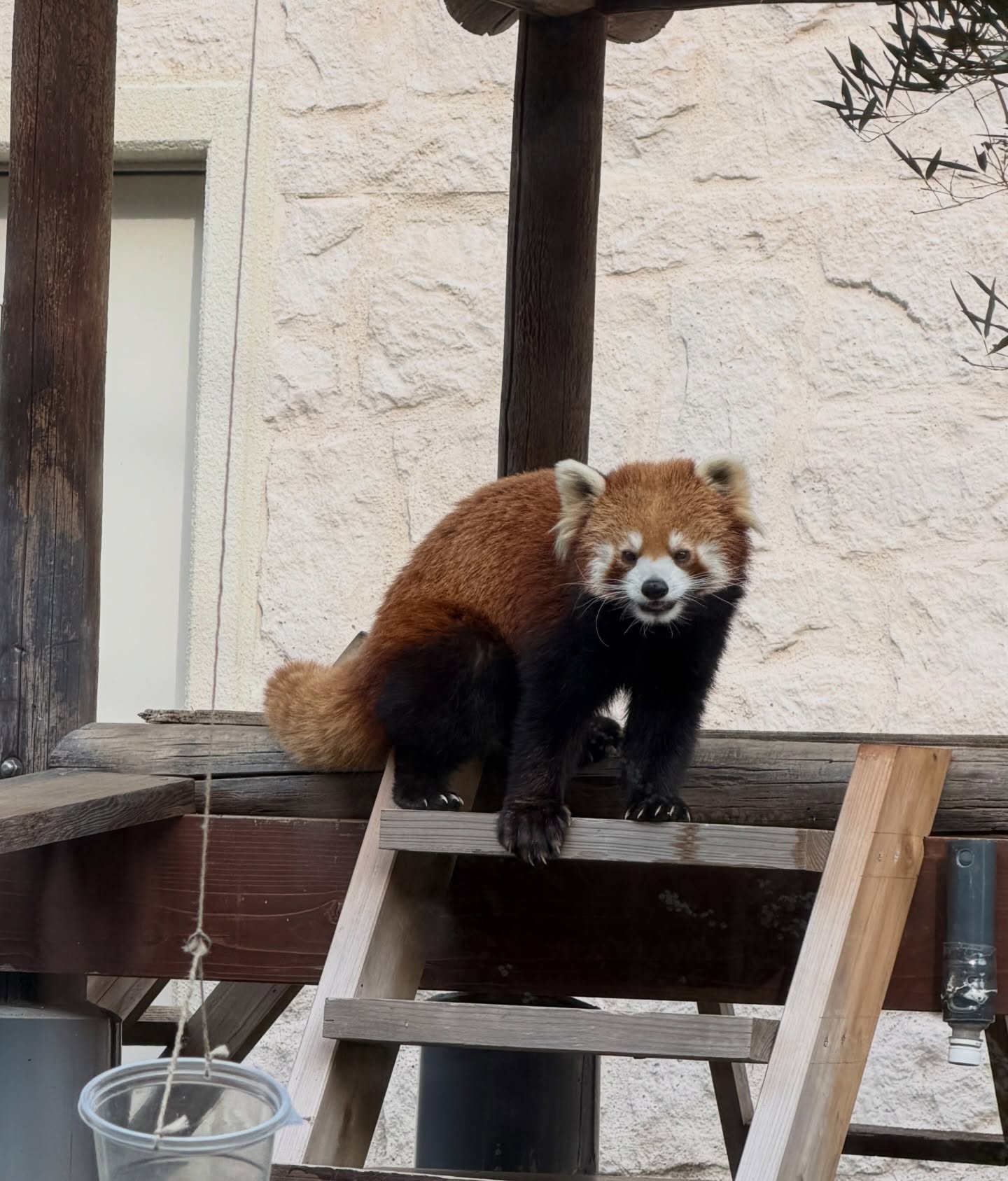เปรม - วรุศ ชวลิตรุจิวงษ์