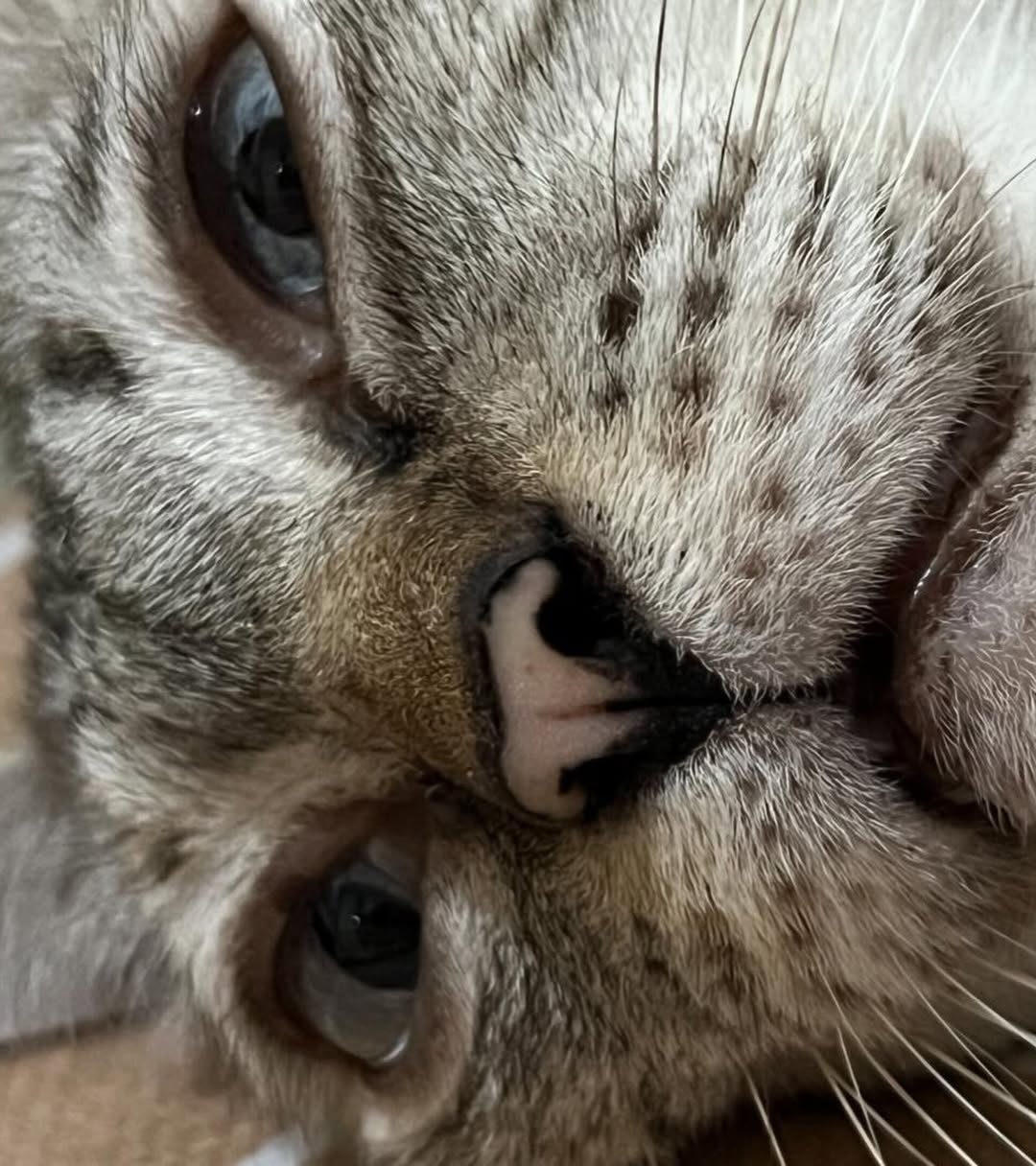 ดิว - นิธิพงษ์ พลจันทร์