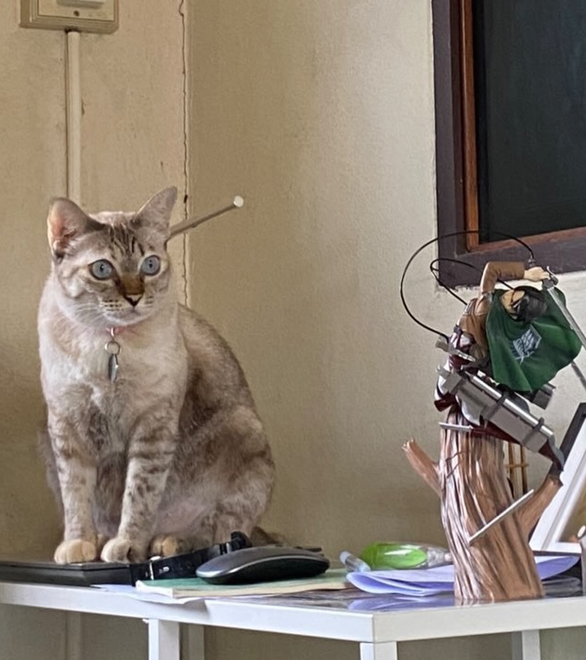 ดิว - นิธิพงษ์ พลจันทร์