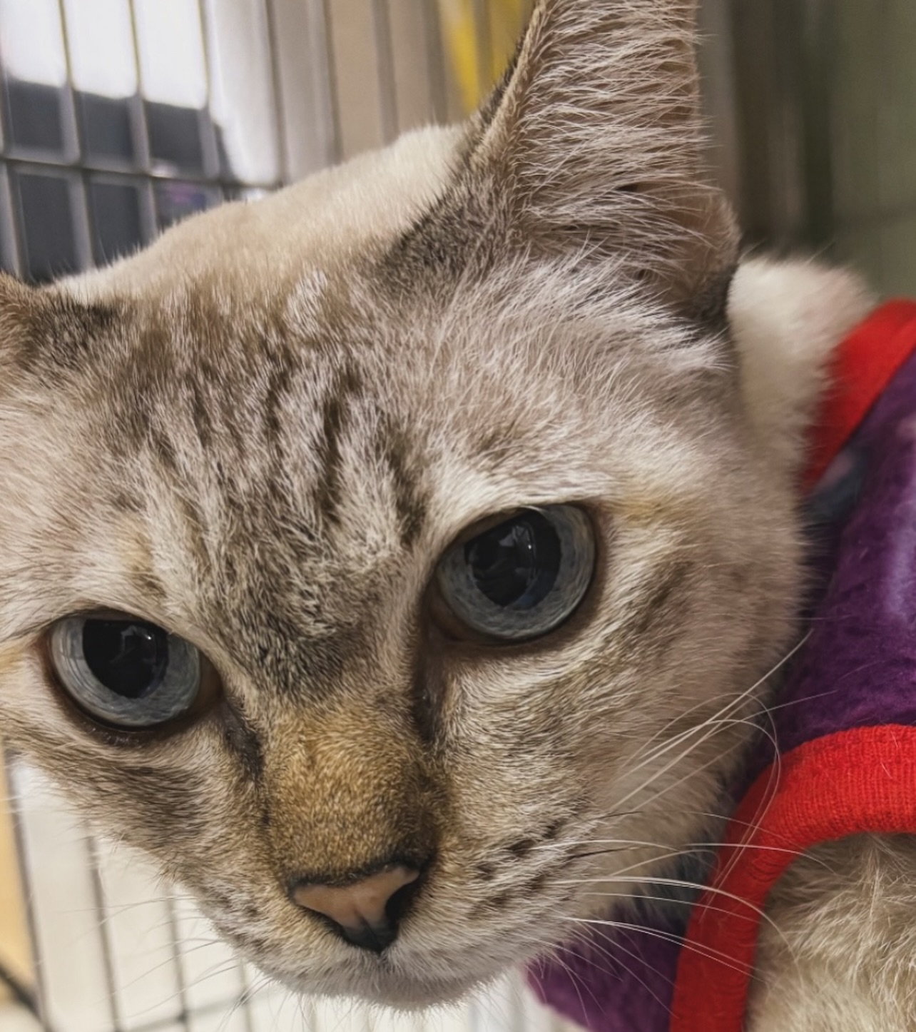 ดิว - นิธิพงษ์ พลจันทร์