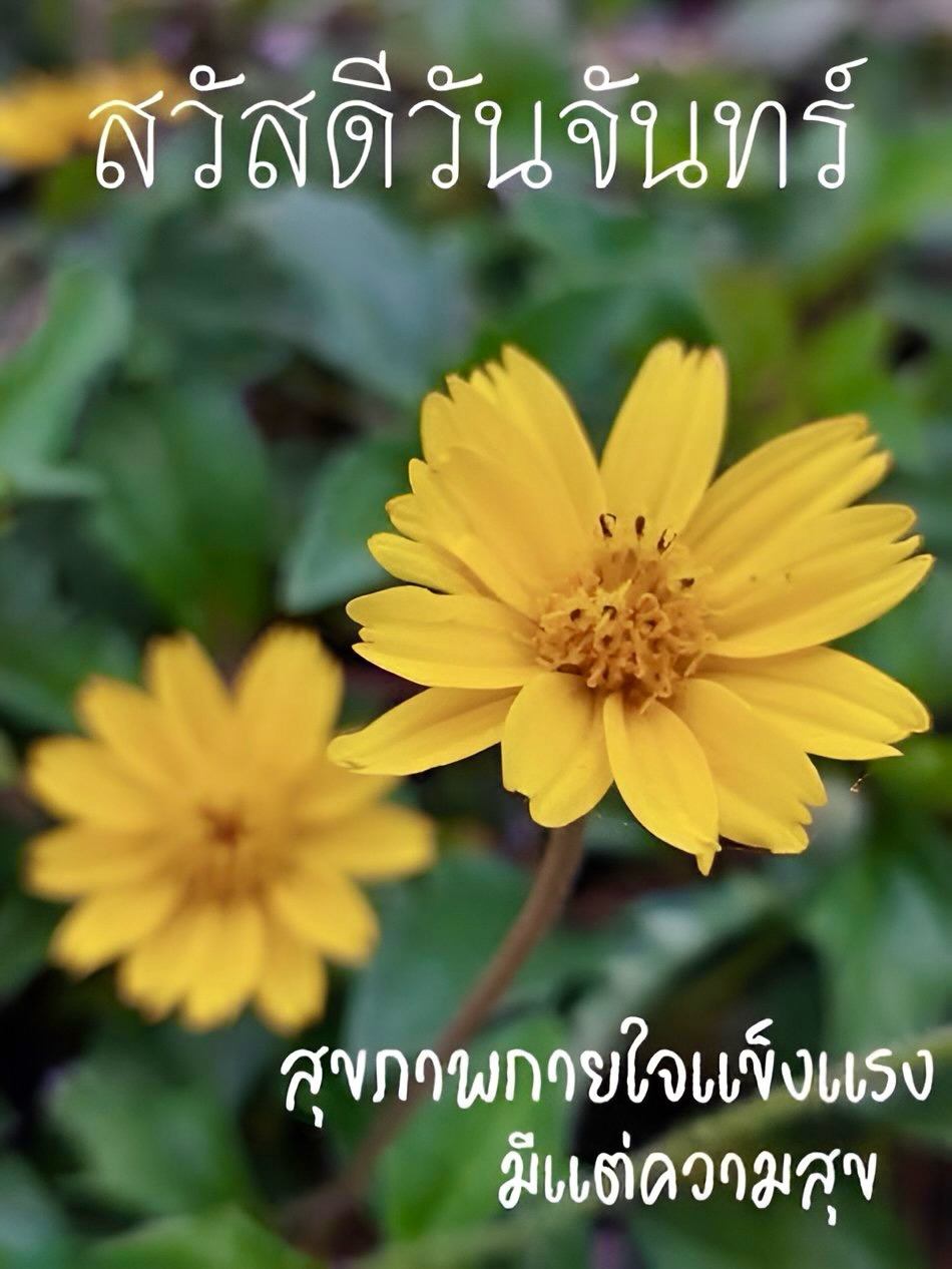 มาสุ จรรยางค์ดีกุล