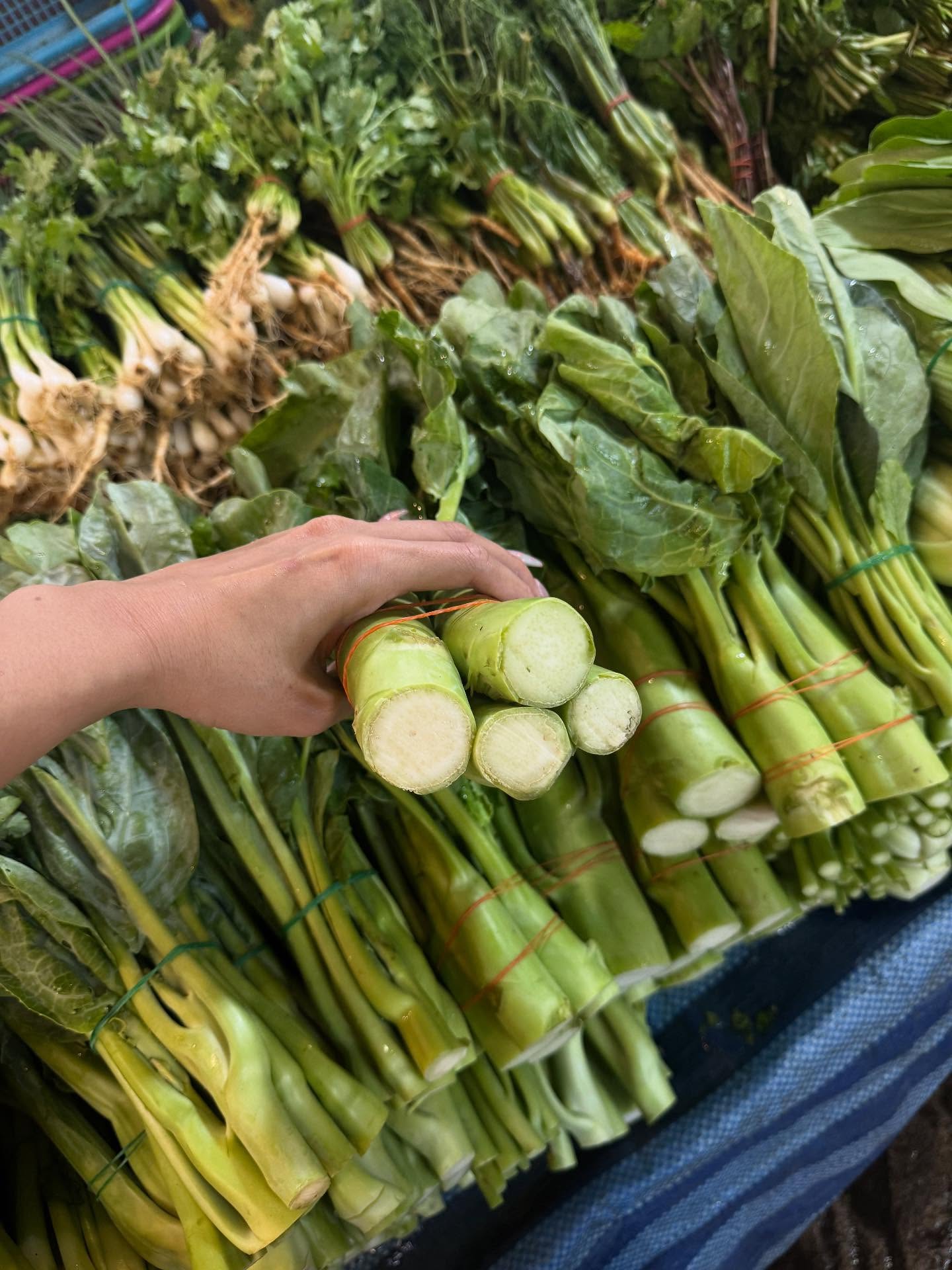 คารีสา สปริงเก็ตต์