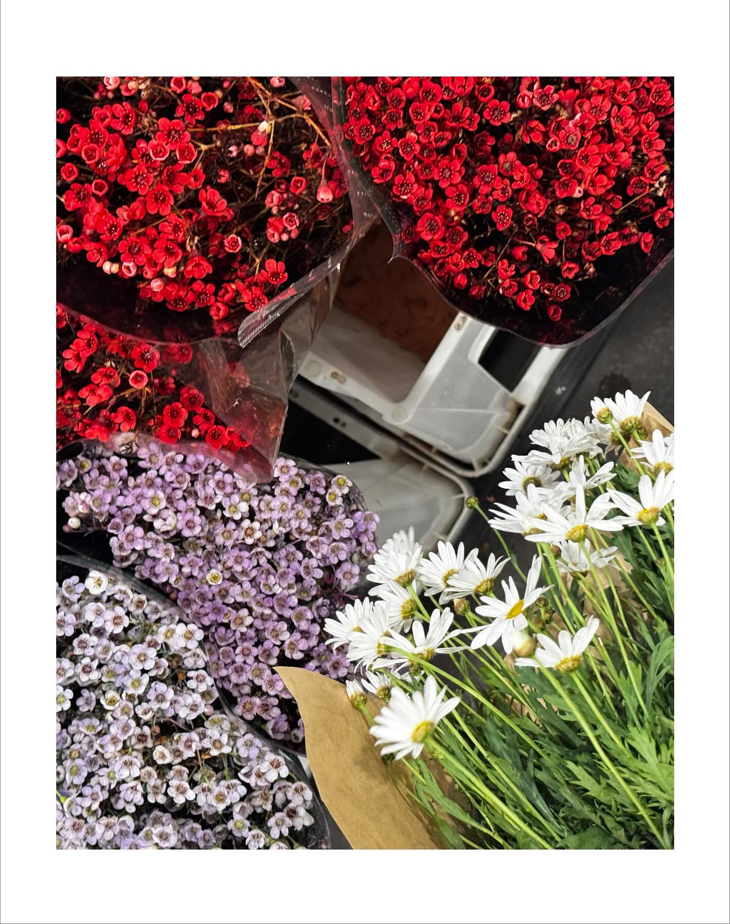 คารีสา สปริงเก็ตต์