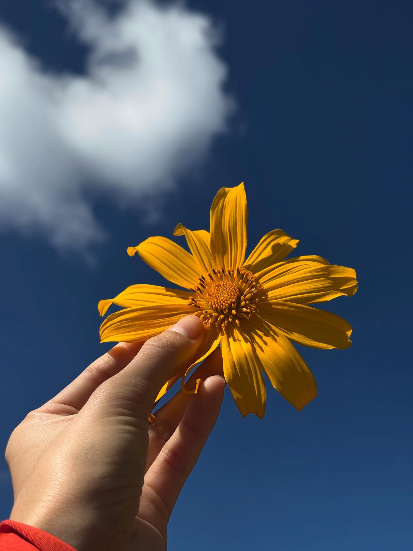 คารีสา สปริงเก็ตต์