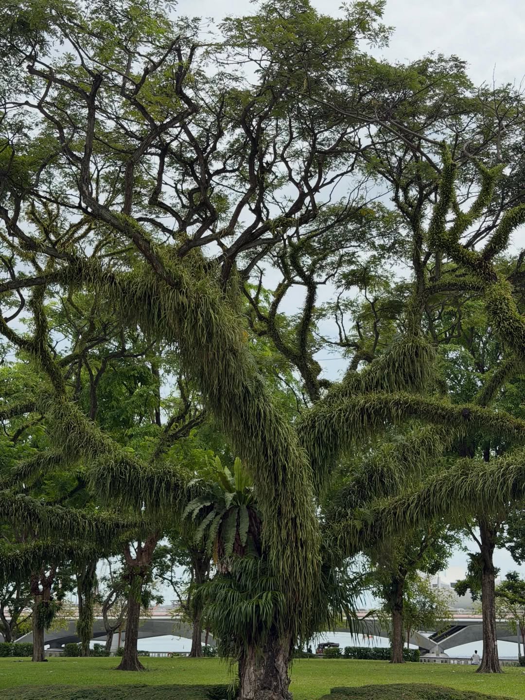 คารีสา สปริงเก็ตต์