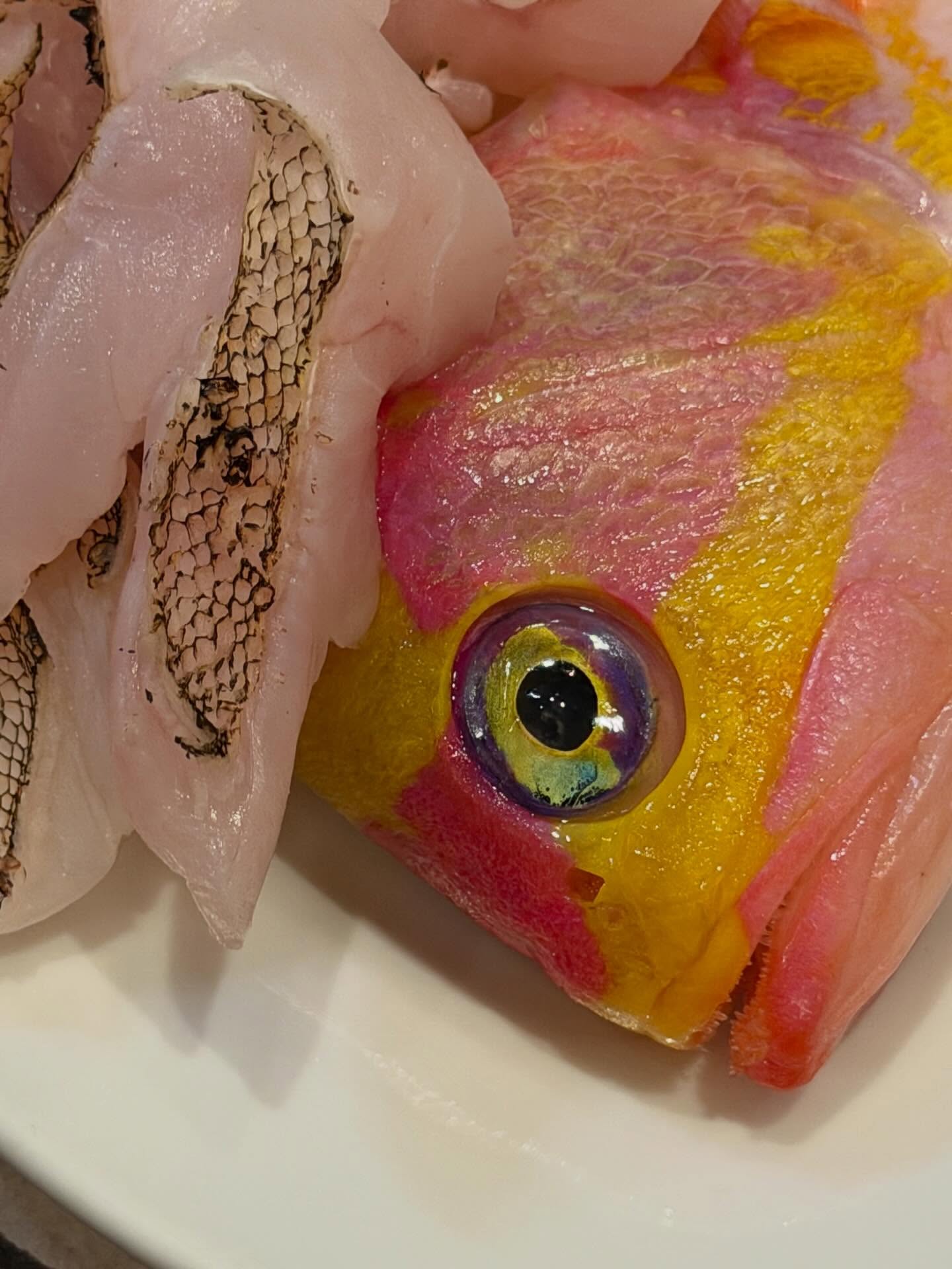 คารีสา สปริงเก็ตต์