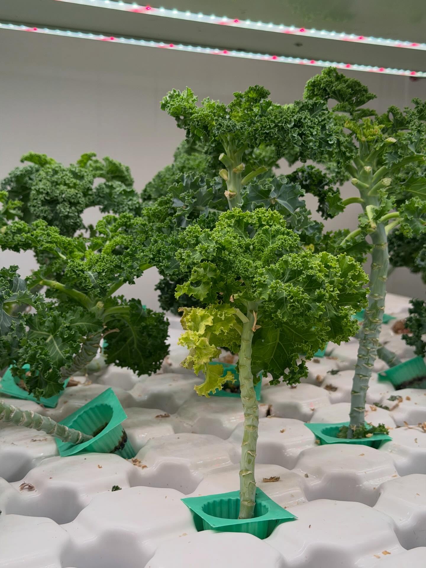 คารีสา สปริงเก็ตต์