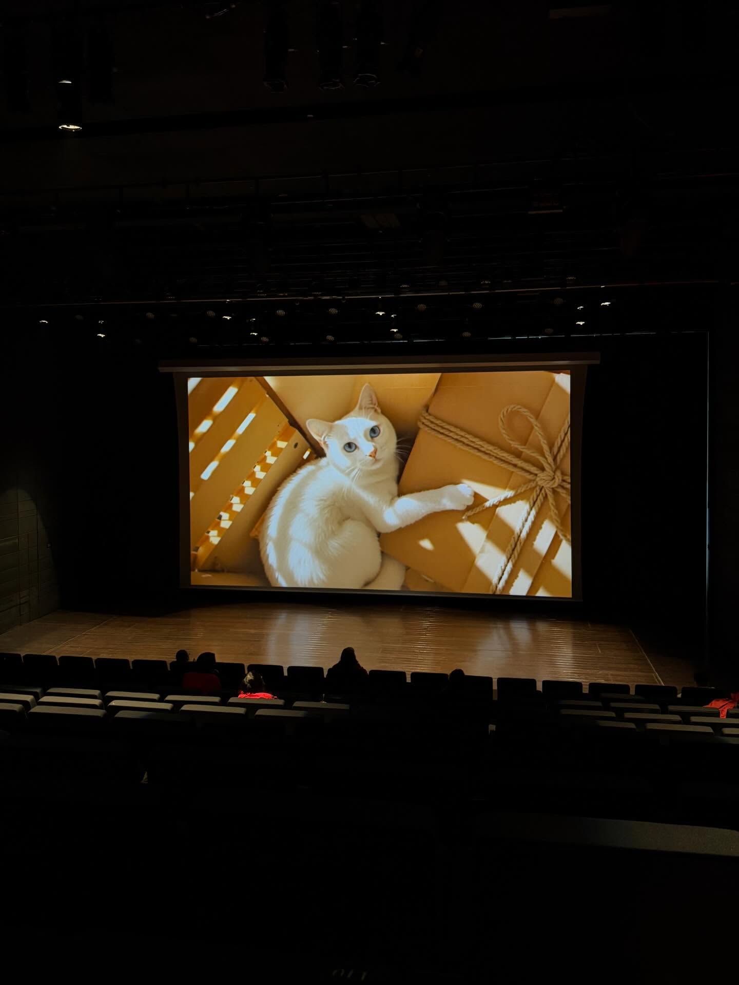 คารีสา สปริงเก็ตต์