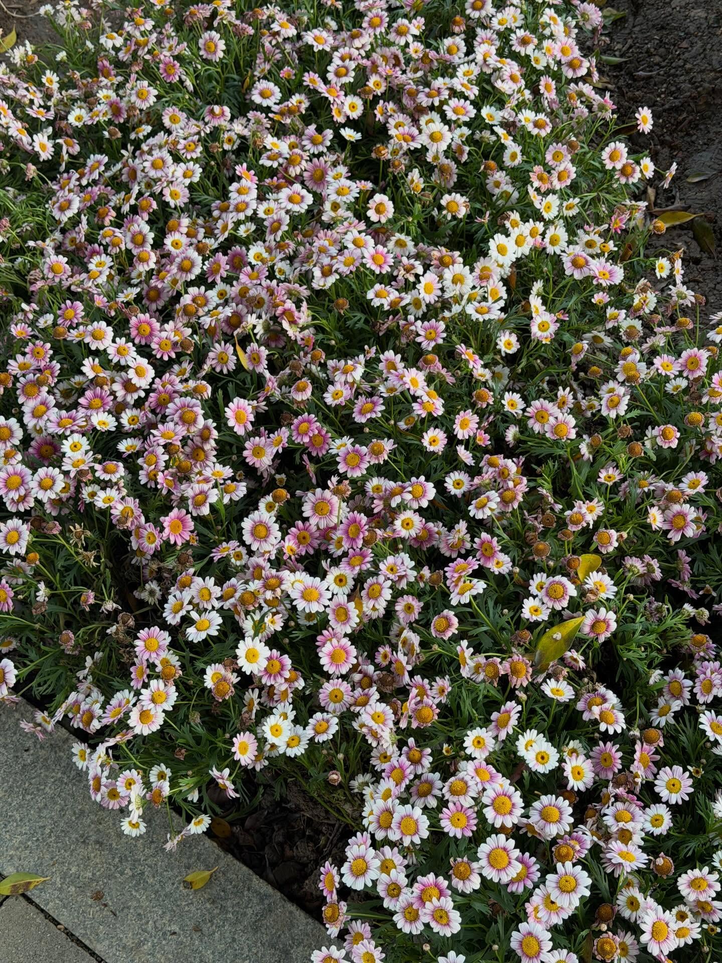 คารีสา สปริงเก็ตต์