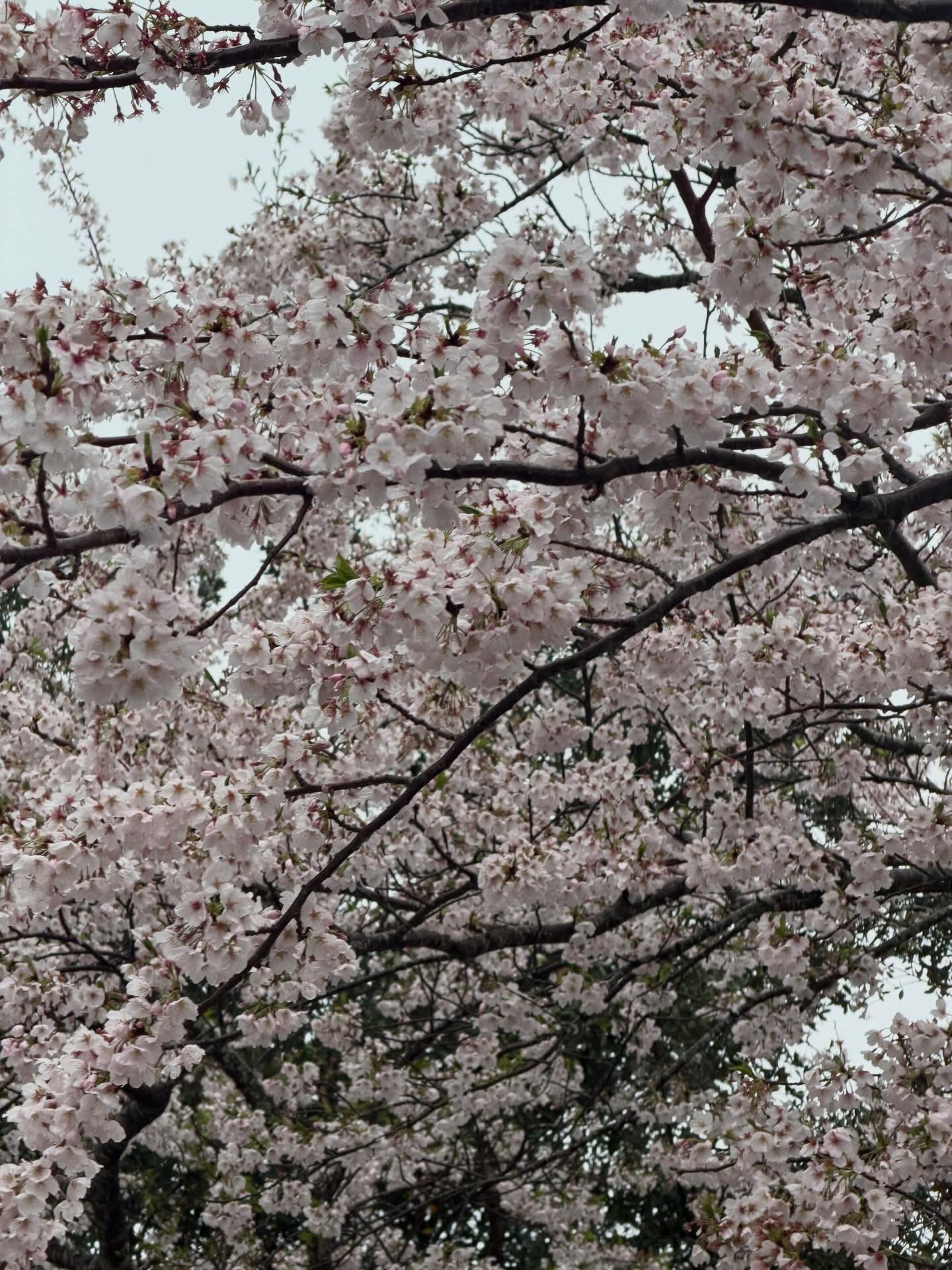 คารีสา สปริงเก็ตต์