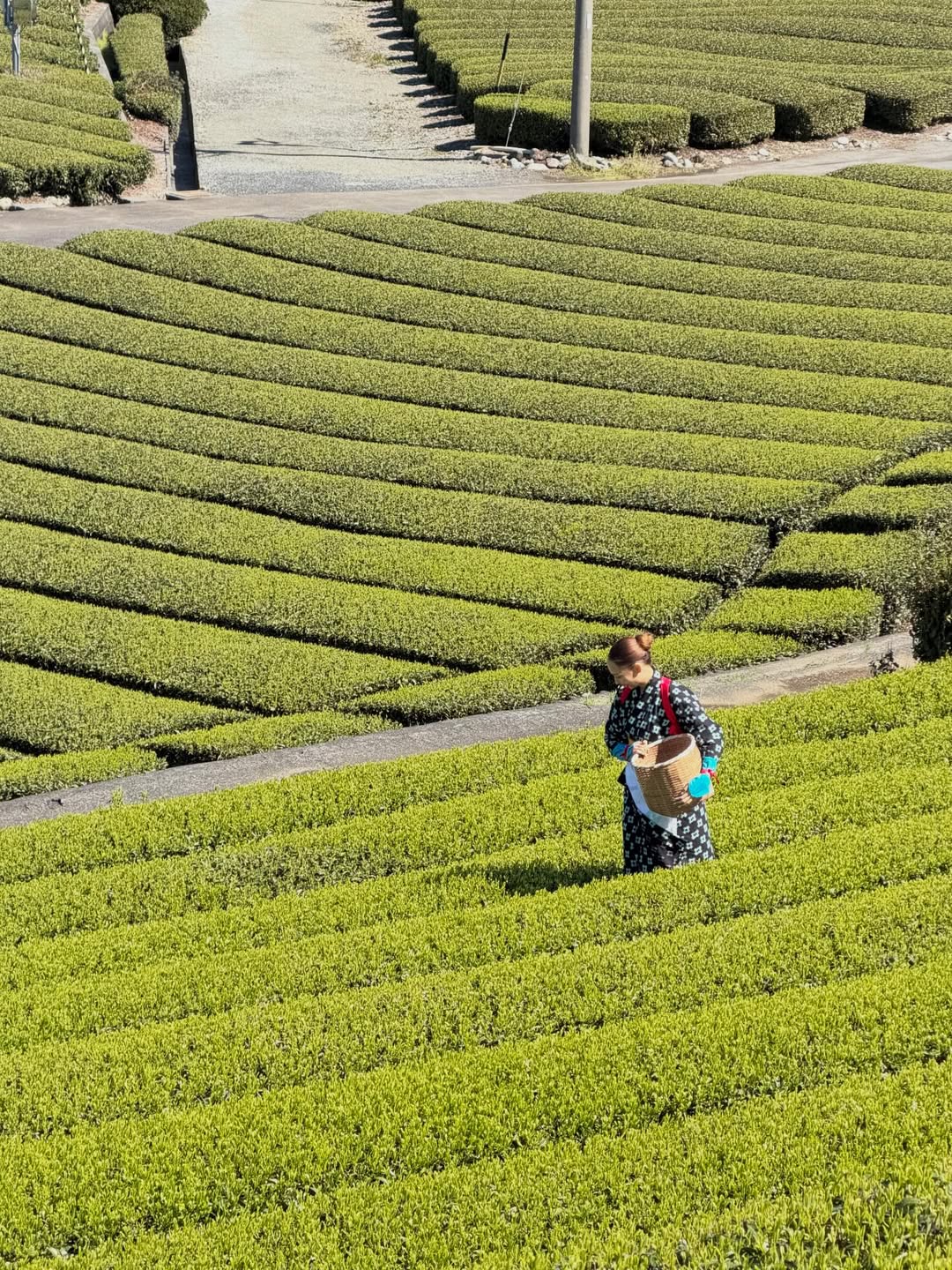 คารีสา สปริงเก็ตต์