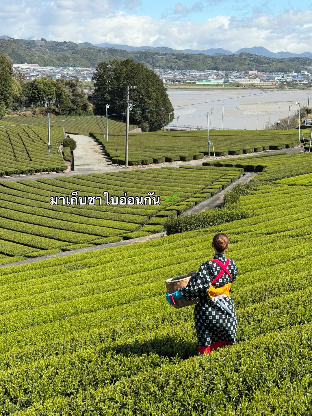 คารีสา สปริงเก็ตต์