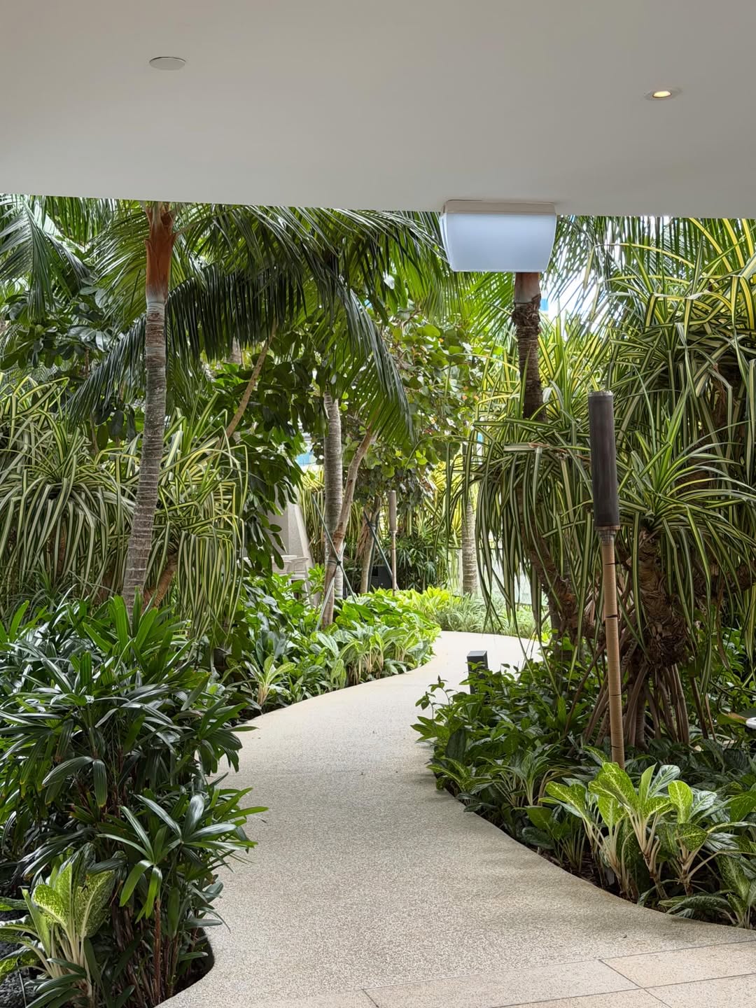 คารีสา สปริงเก็ตต์