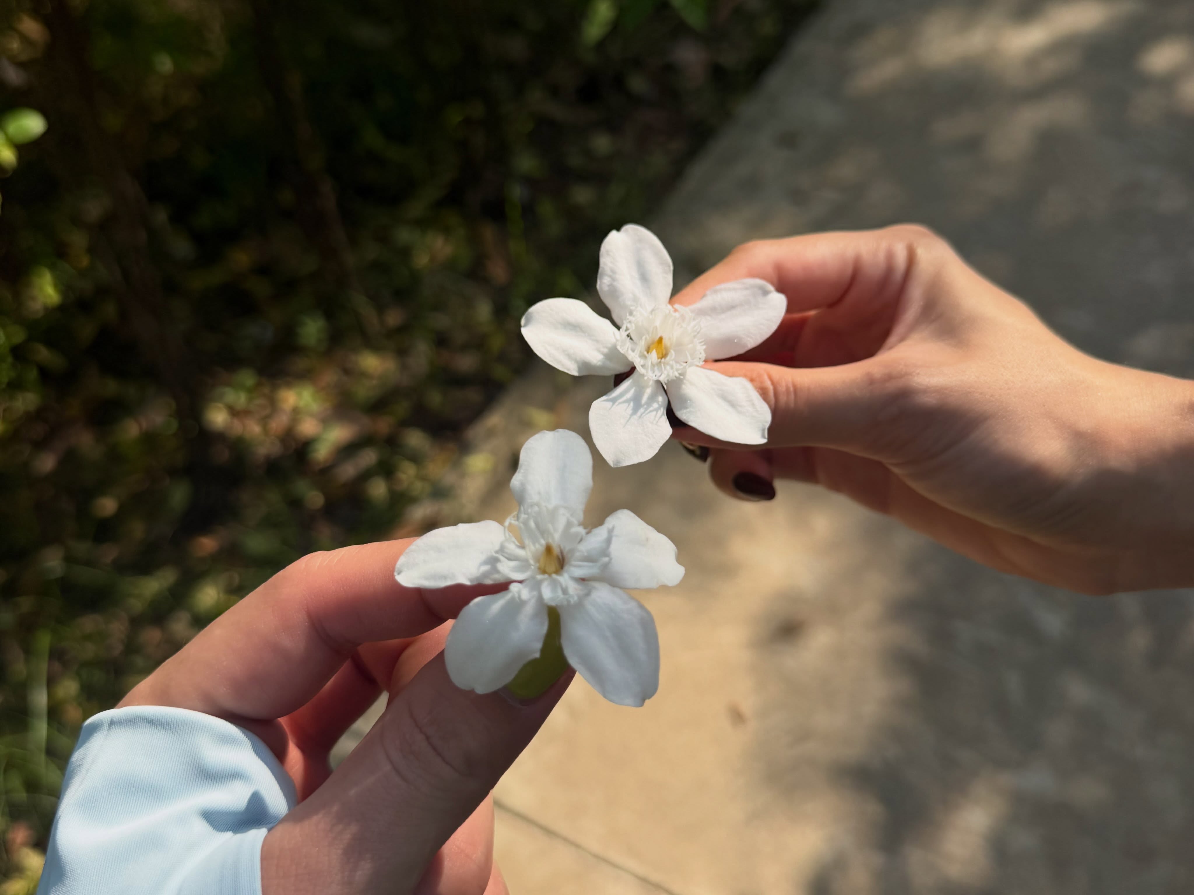 คารีสา สปริงเก็ตต์