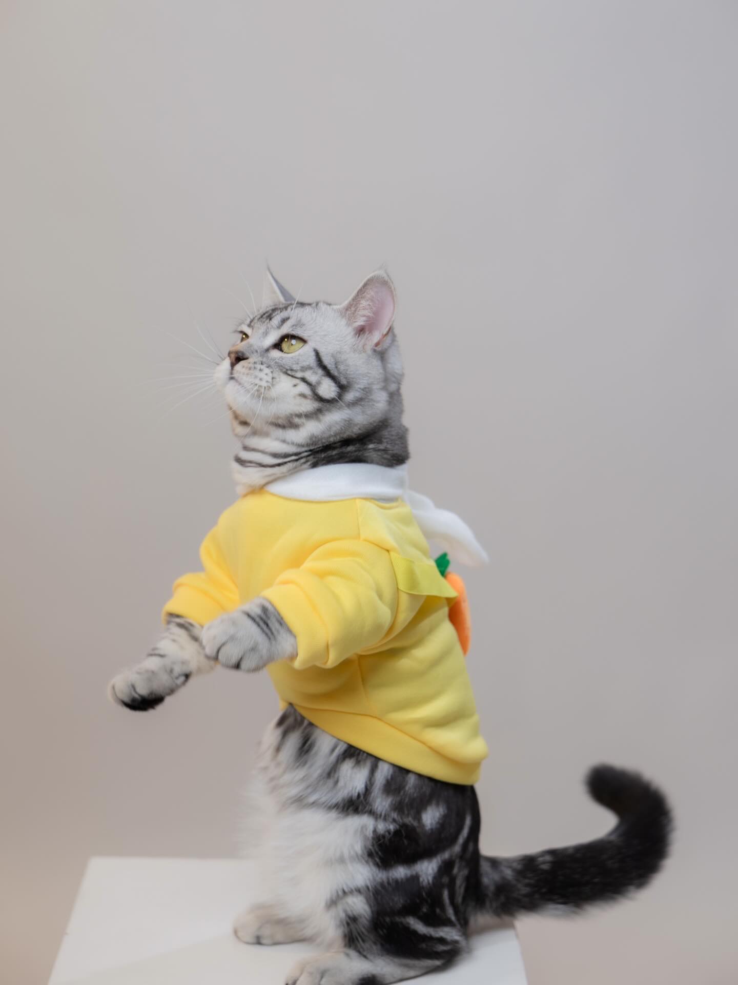 โฟกัส จีระกุล