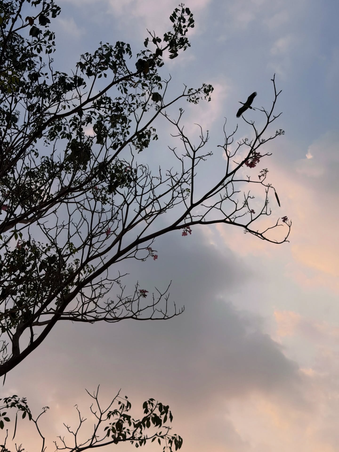 เฟิร์ส - คณพันธ์ ปุ้ยตระกูล