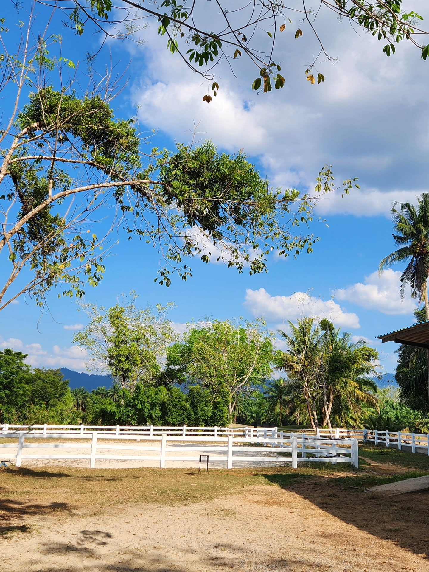 วาววา - ณิชารีย์ โชคประจักษ์ชัด