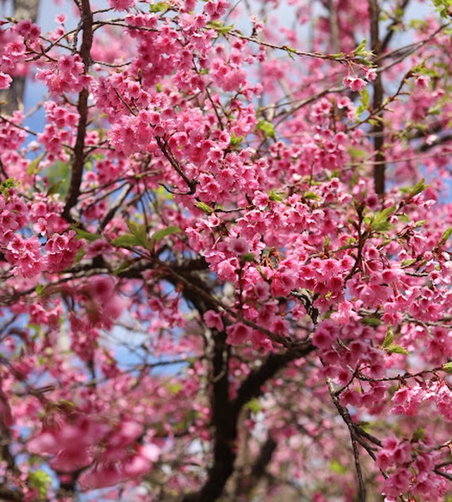 ยุ้ย - จีรนันท์ มะโนแจ่ม