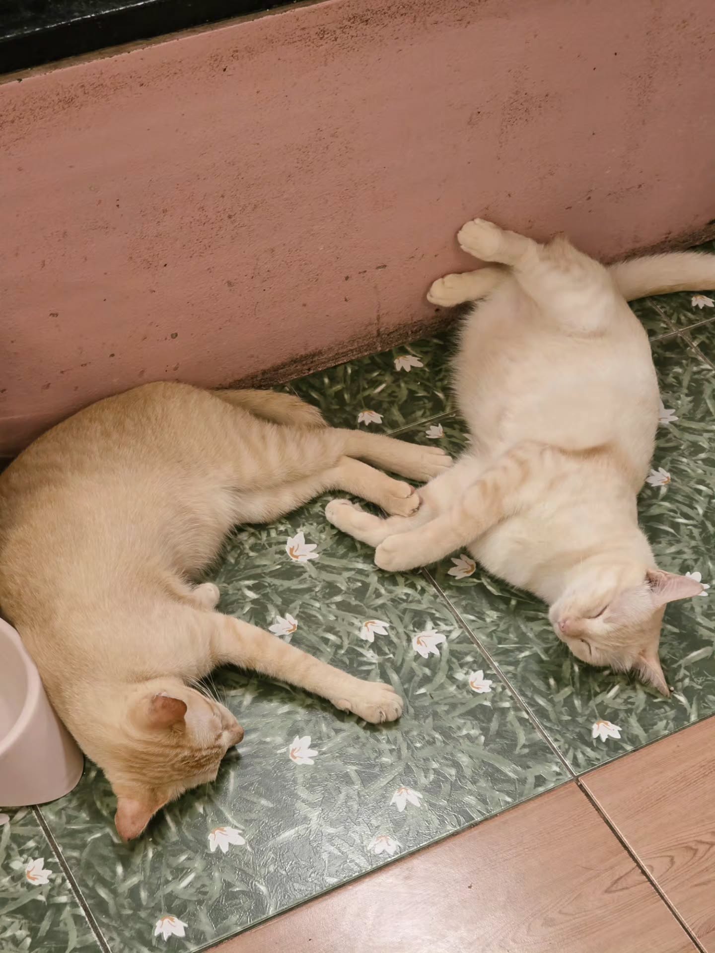 เจเจ - กฤษณภูมิ พิบูลสงคราม