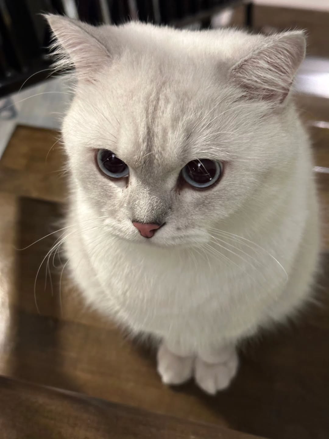 เจเจ - กฤษณภูมิ พิบูลสงคราม