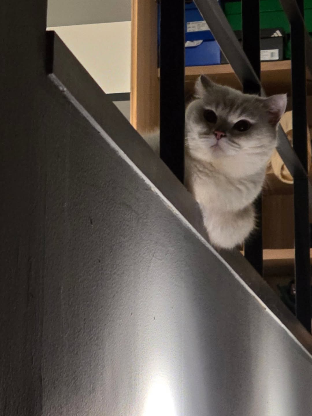 เจเจ - กฤษณภูมิ พิบูลสงคราม