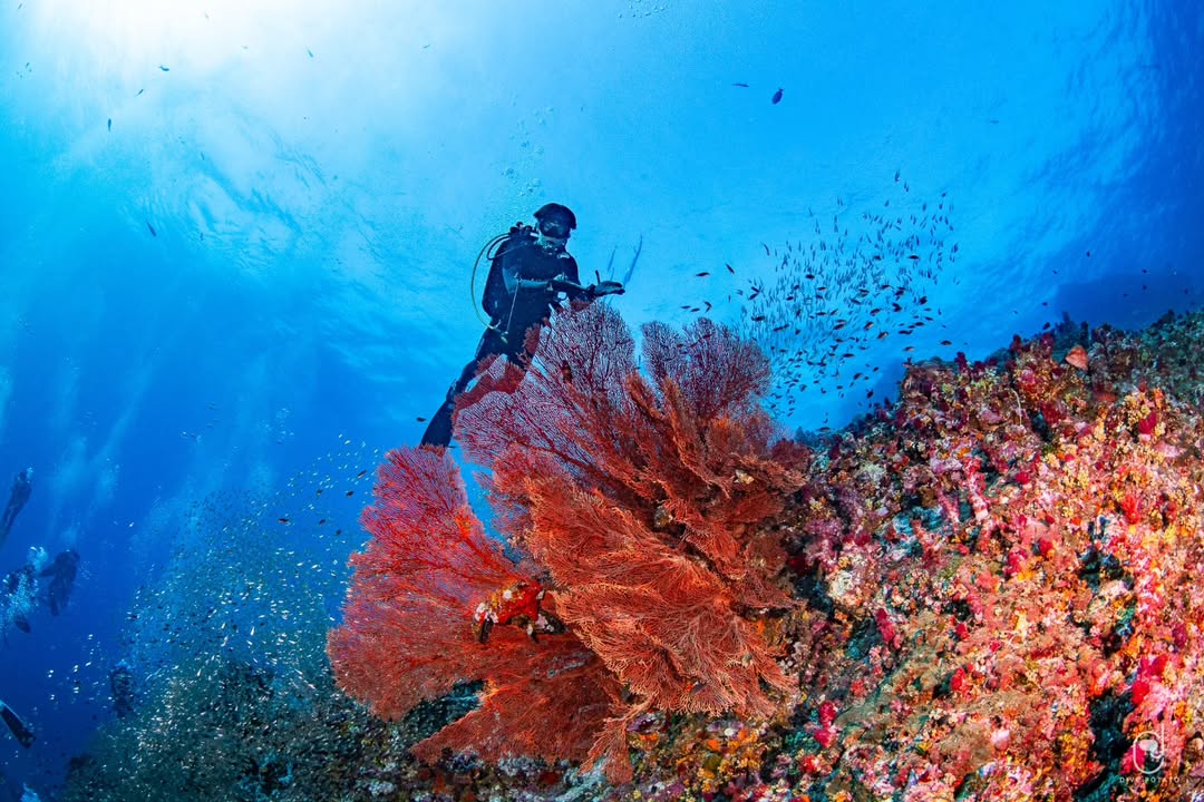 เจเจ - กฤษณภูมิ พิบูลสงคราม