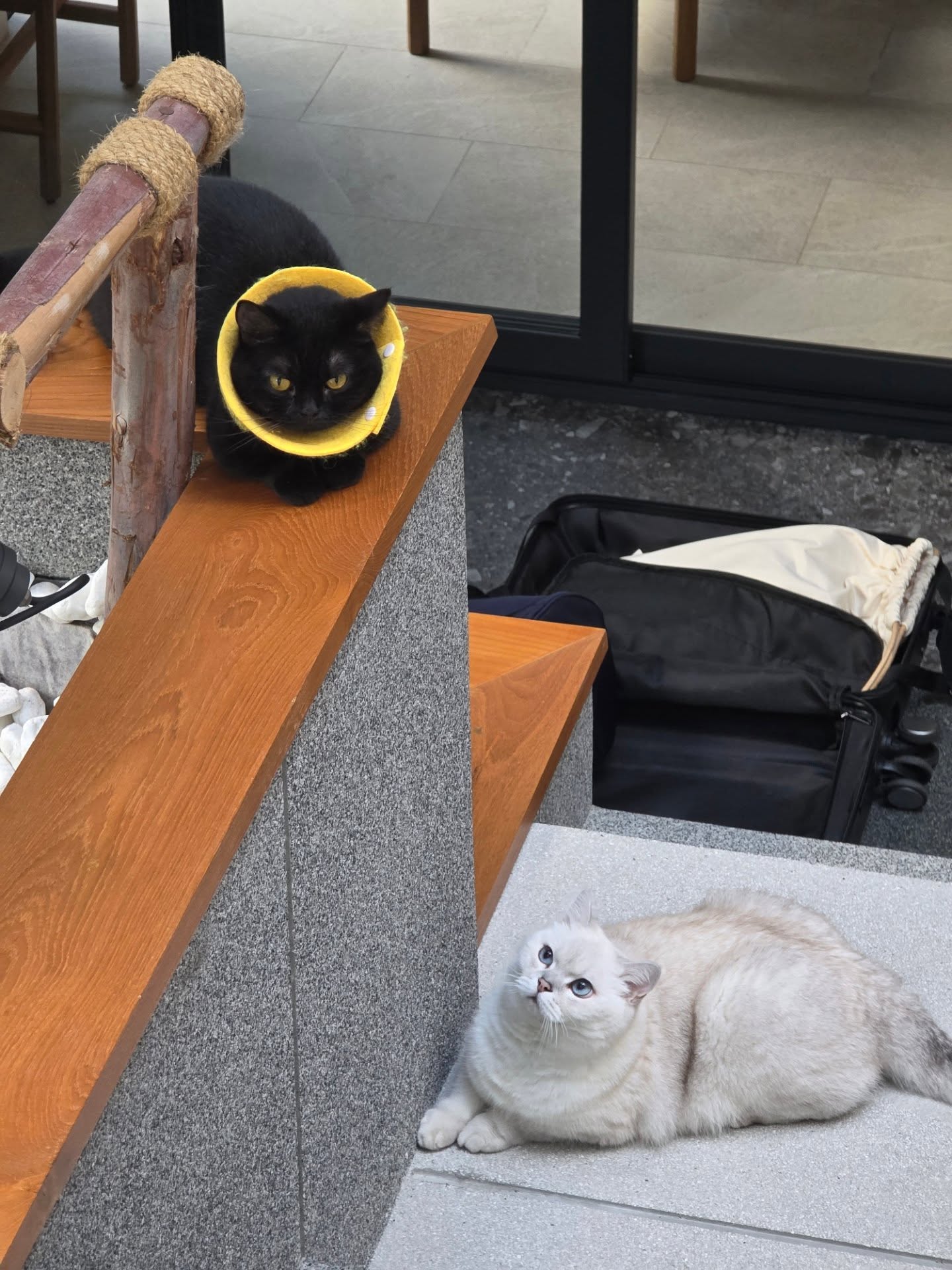 เจเจ - กฤษณภูมิ พิบูลสงคราม