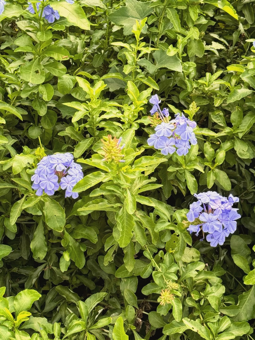 แจ๊คกี้ - จักริน กังวานเกียรติชัย