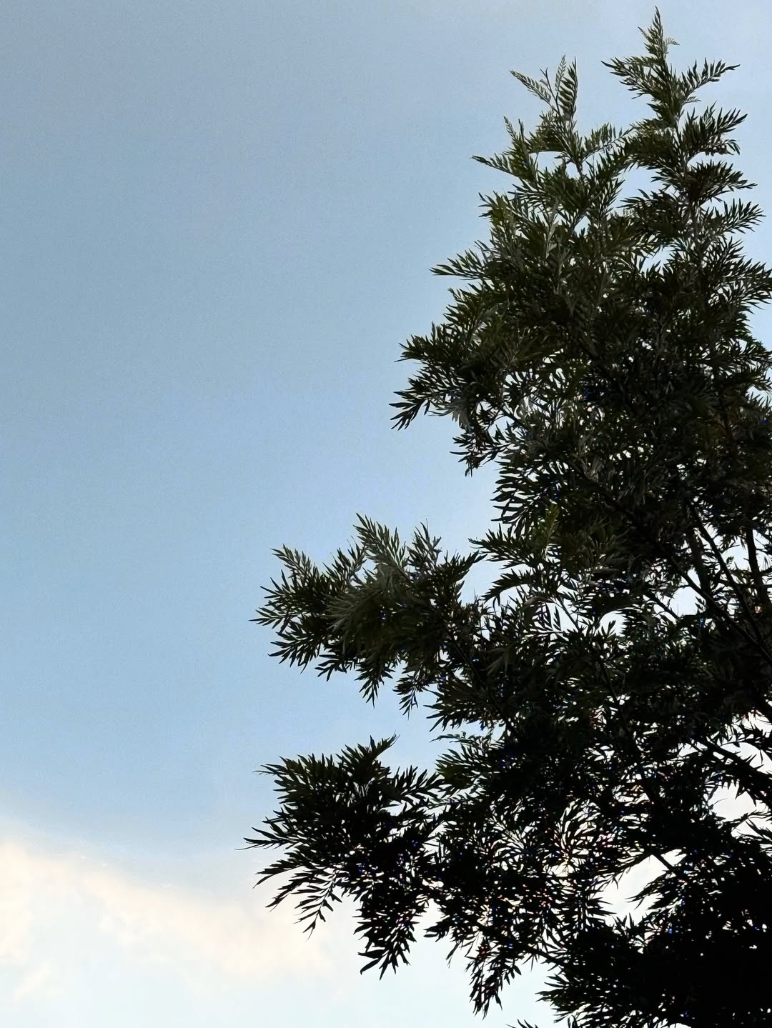 แจ๊คกี้ - จักริน กังวานเกียรติชัย