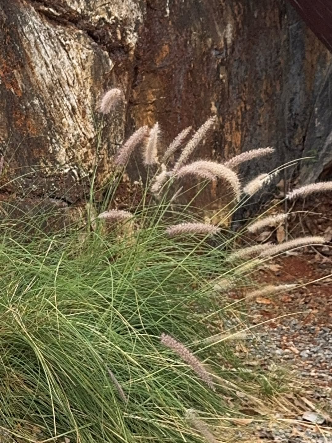 แจ๊คกี้ - จักริน กังวานเกียรติชัย