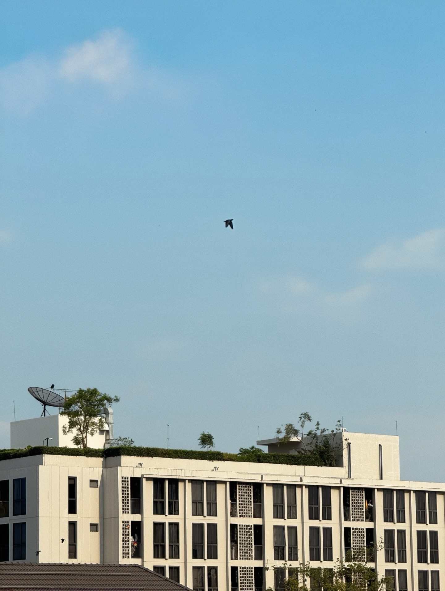 แจ๊คกี้ - จักริน กังวานเกียรติชัย