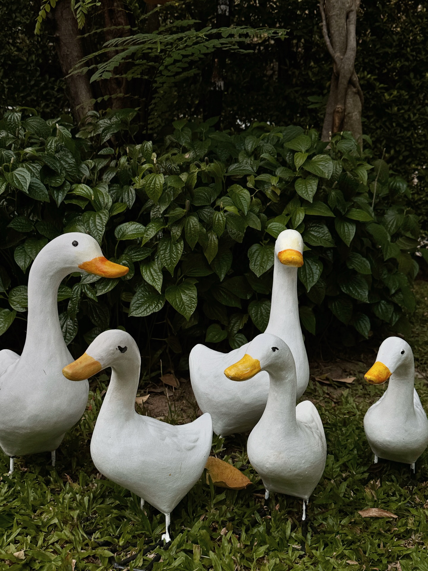 แจ๊คกี้ - จักริน กังวานเกียรติชัย