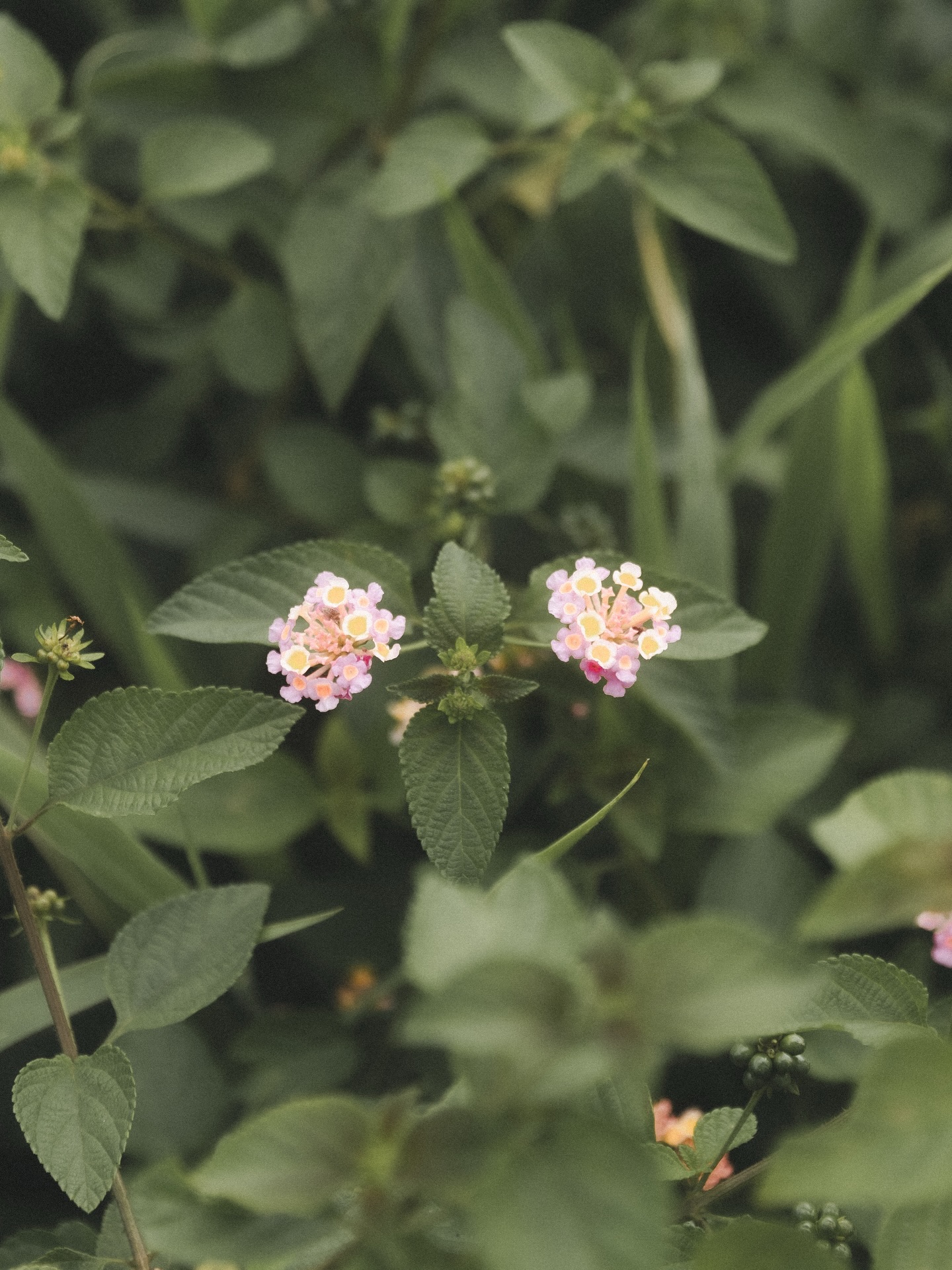 แจ๊คกี้ - จักริน กังวานเกียรติชัย