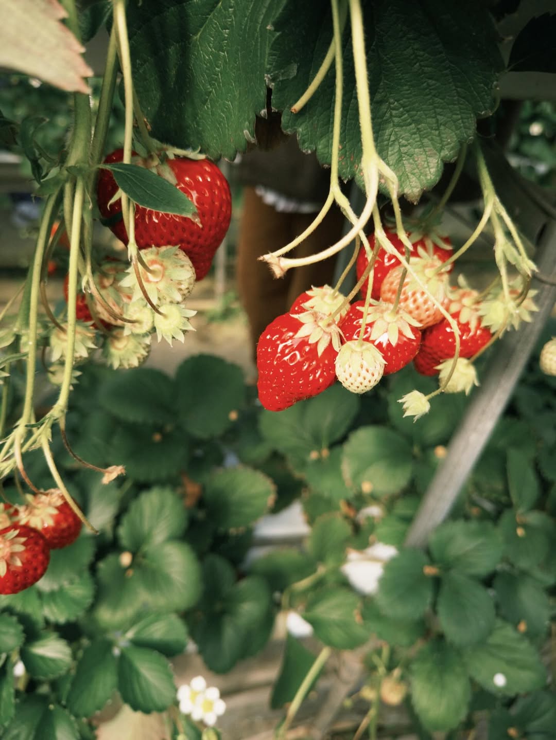 ก้อง - ก้องภพ จิโรจน์มนตรี