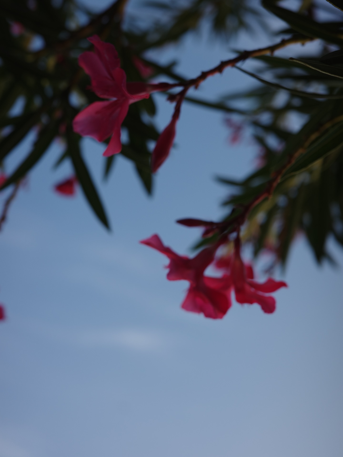 จ๋า - ณัฐฐาวีรนุช ทองมี