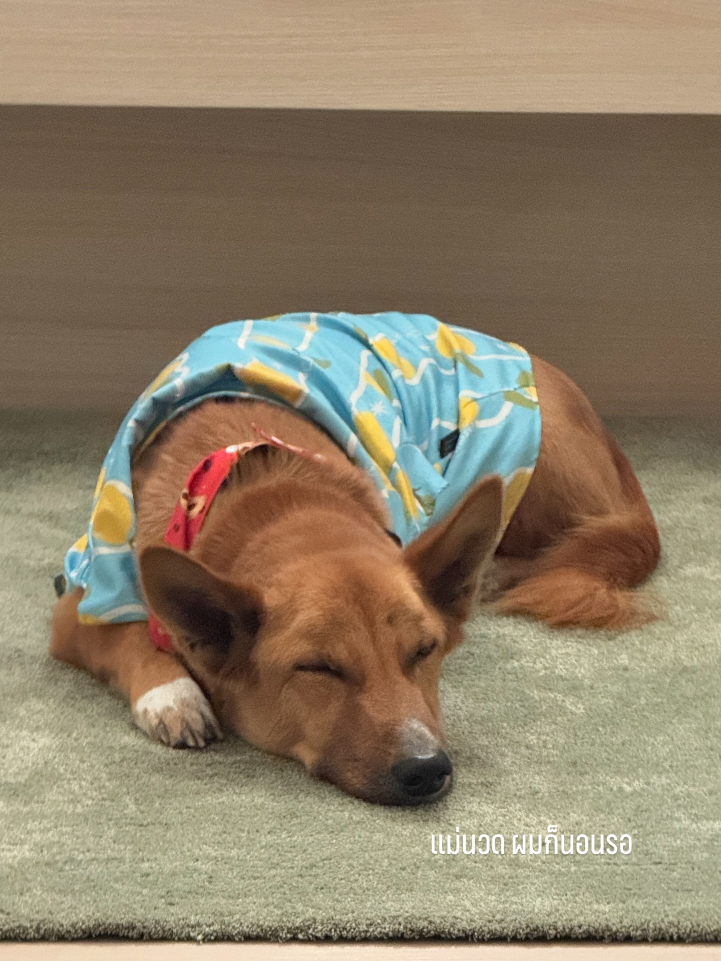 จ๋า - ณัฐฐาวีรนุช ทองมี