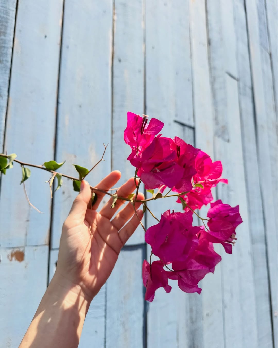 จ๋า - ณัฐฐาวีรนุช ทองมี