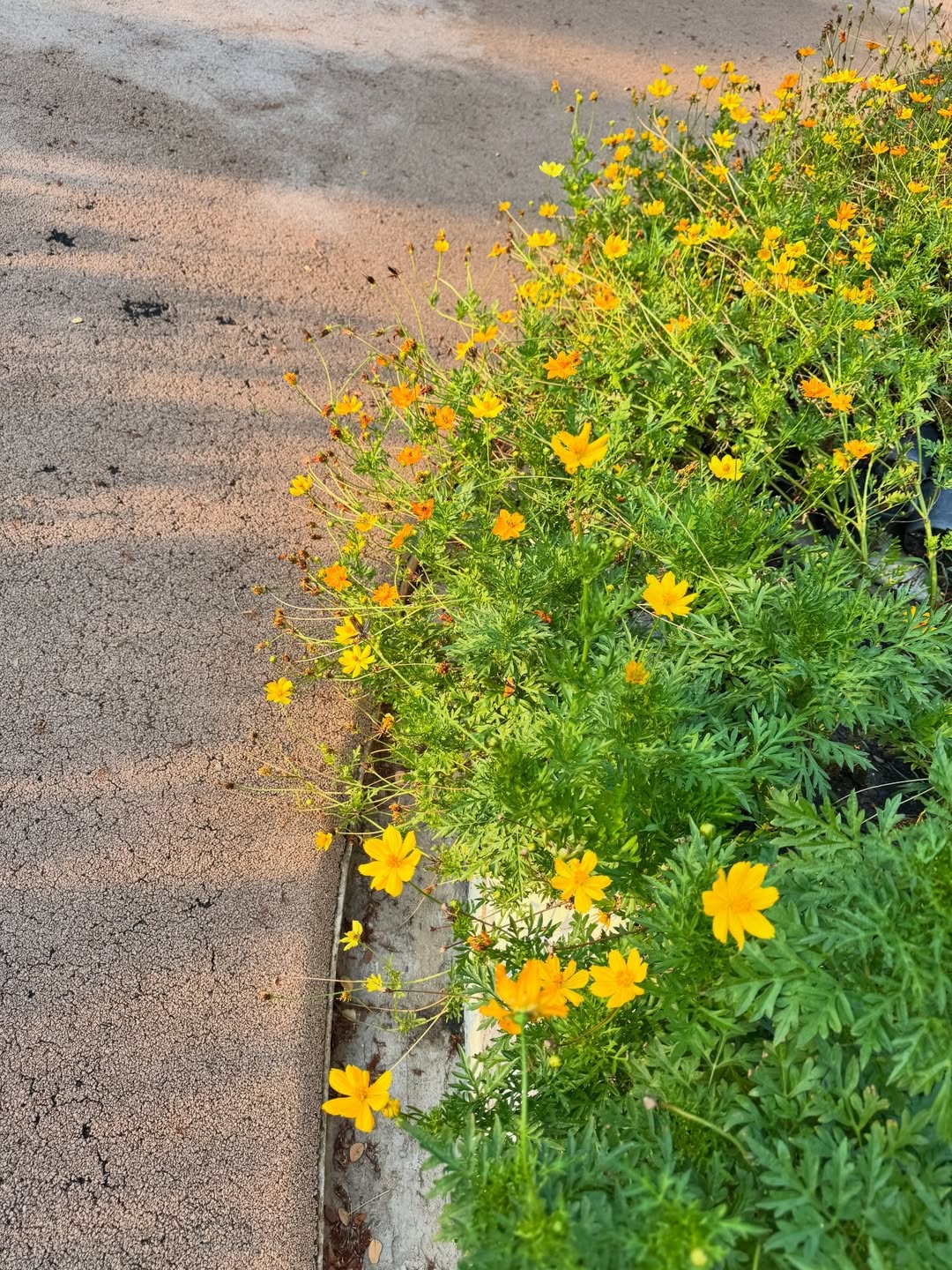 จ๋า - ณัฐฐาวีรนุช ทองมี