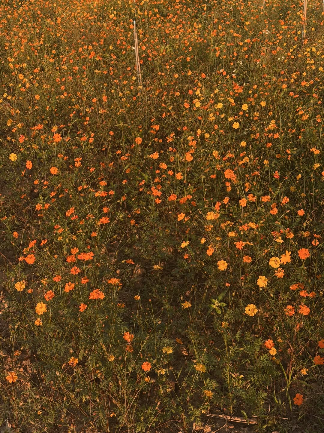 โจ - กวินพัฒน์ ธนาหิรัญศิลป์