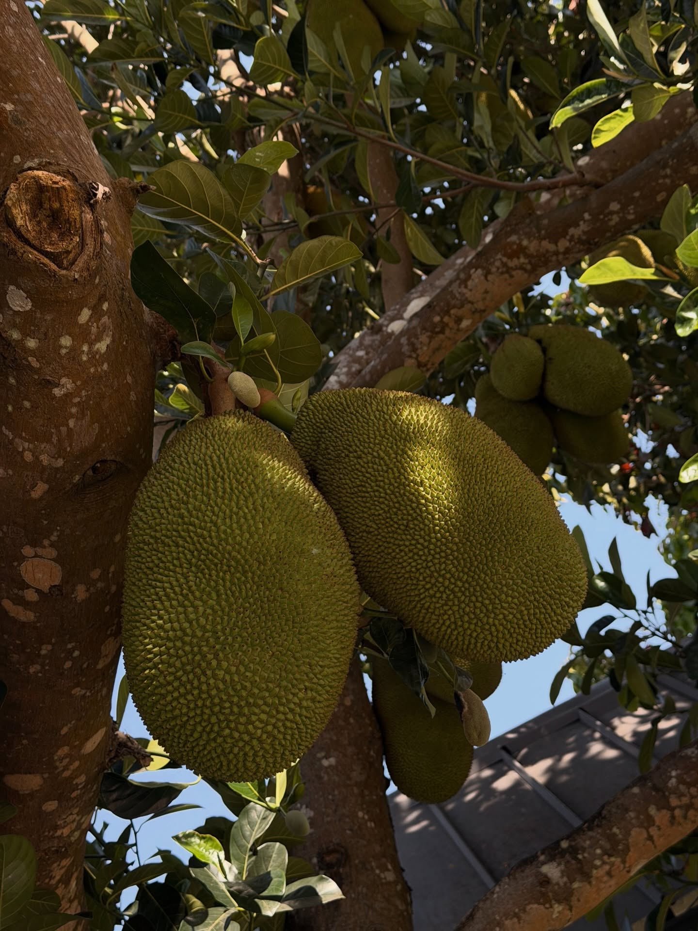 โจ - กวินพัฒน์ ธนาหิรัญศิลป์