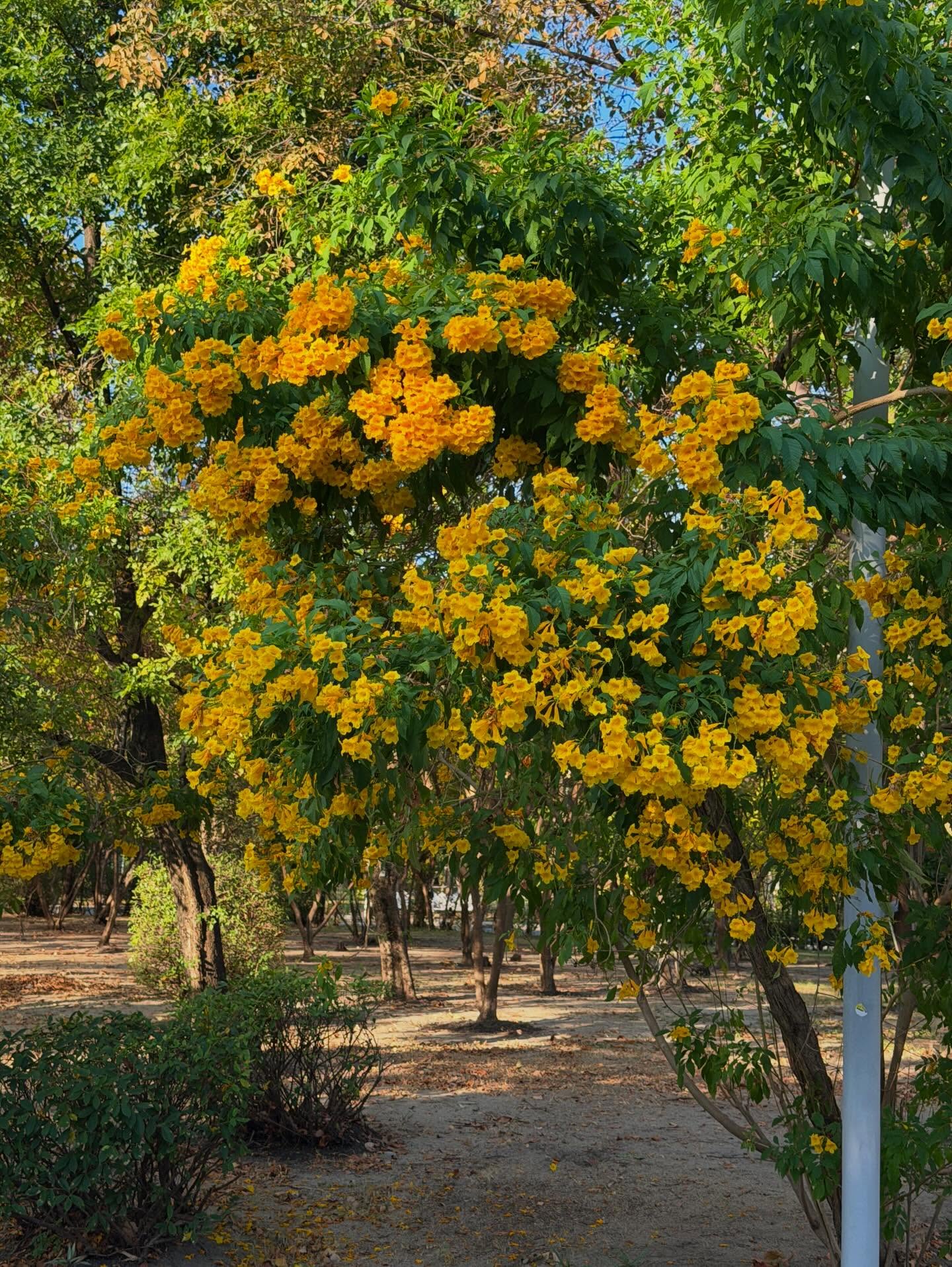 กาฟิวส์ - พันธุ์ธัช กันคำ