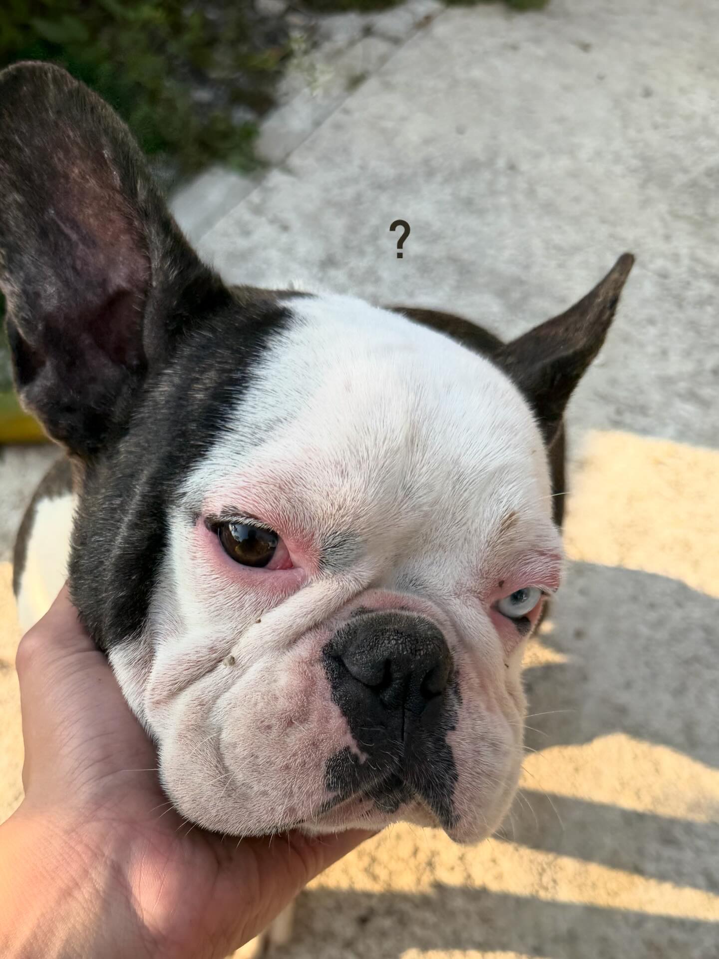 กาฟิวส์ - พันธุ์ธัช กันคำ